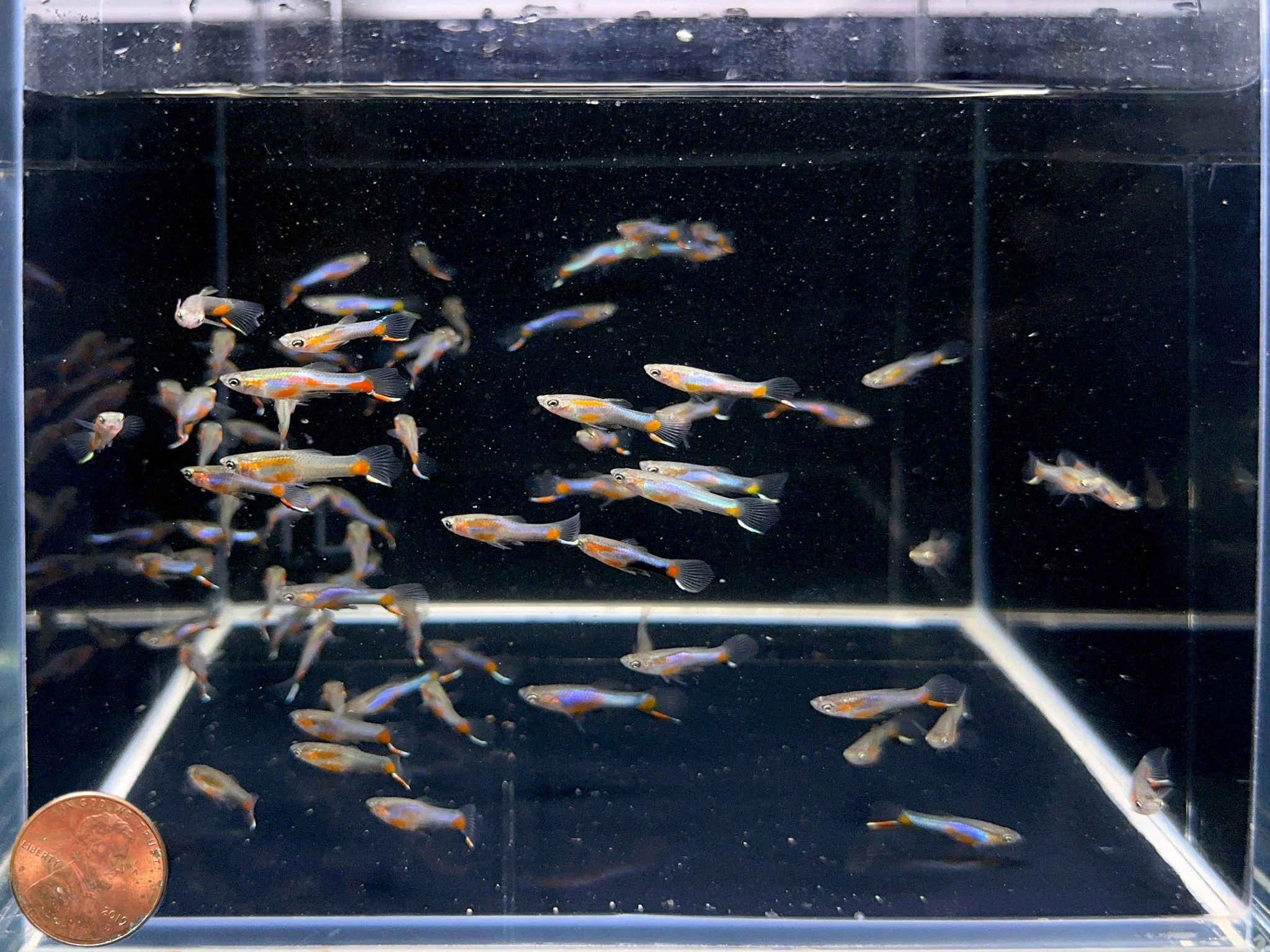 French Blue Star Endler - Male - Image 2