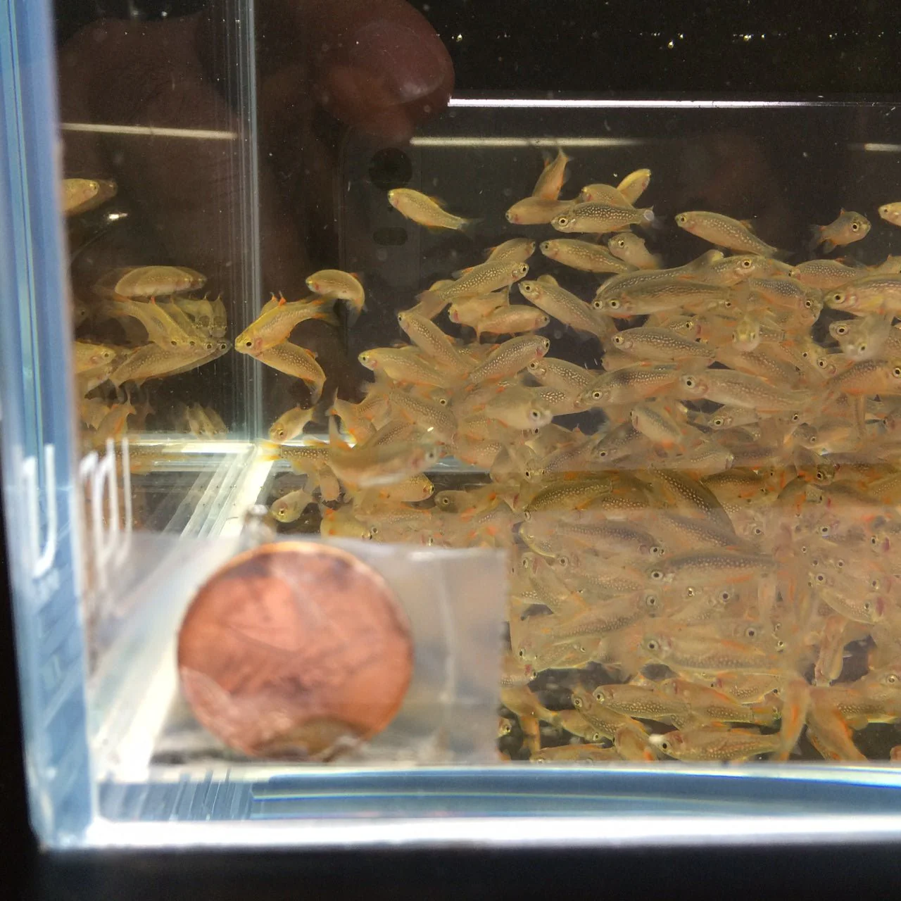 Galaxy Rasbora / Celestial Pearl Danio (Size Small) - Image 3