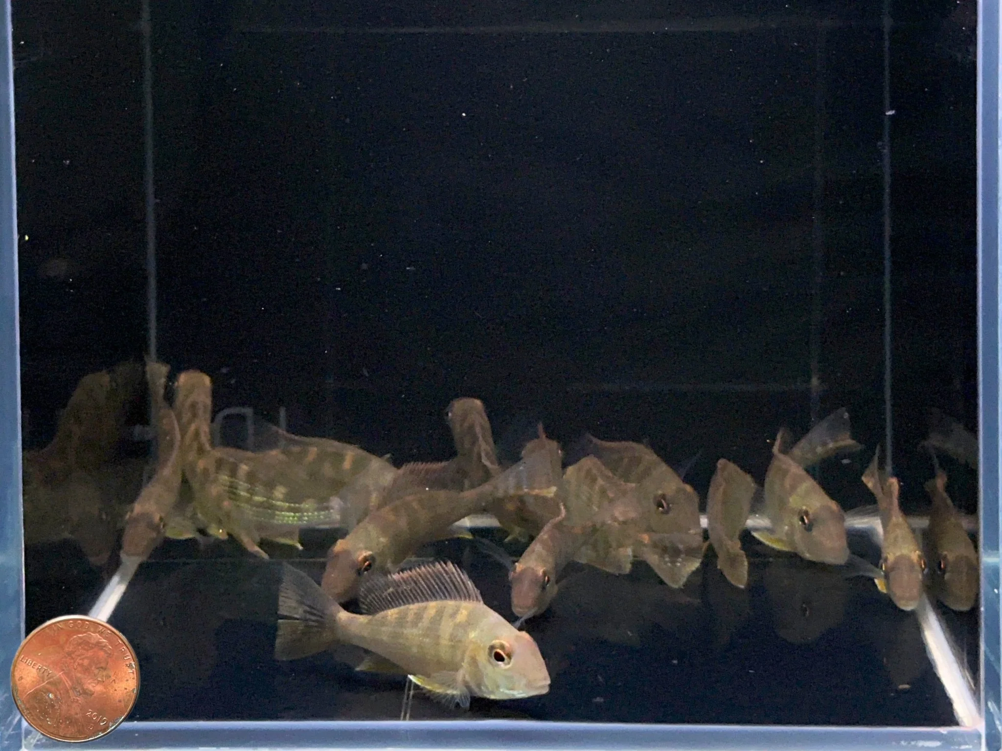 Geophagus surinamensis - Image 2