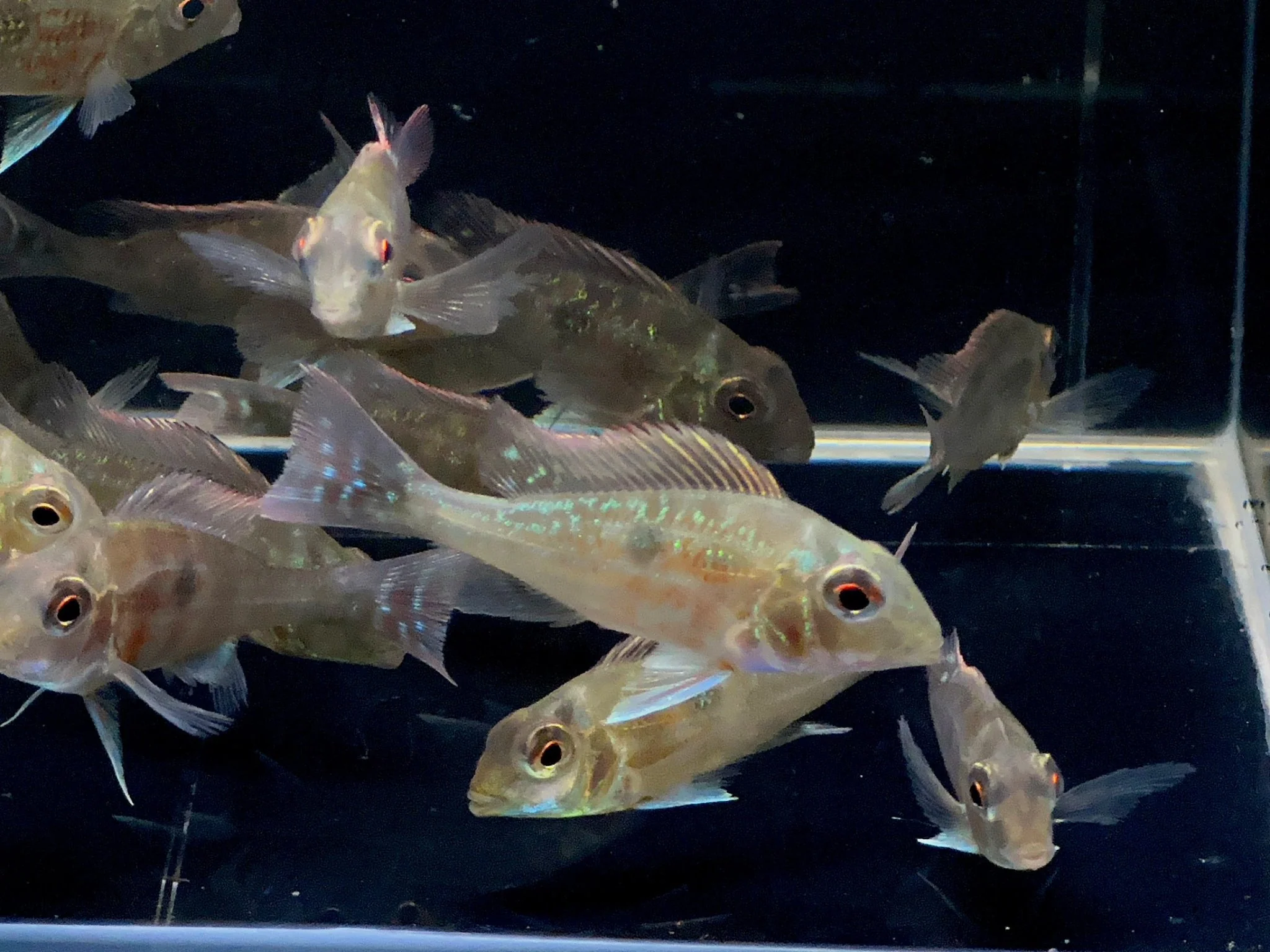 Geophagus sveni