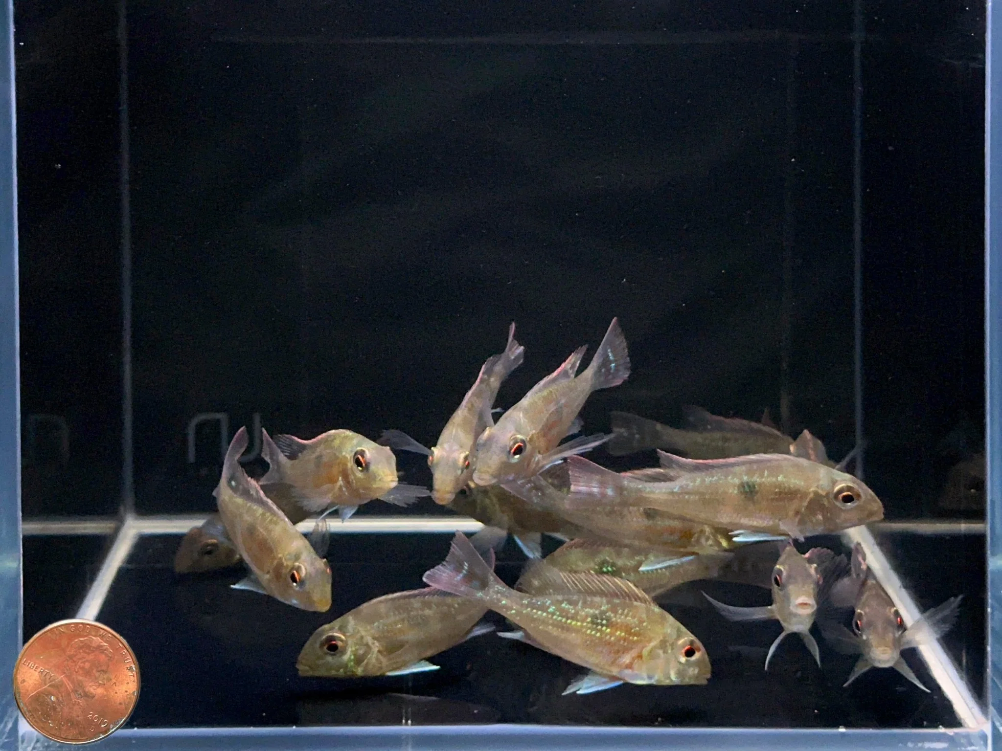 Geophagus sveni - Image 2