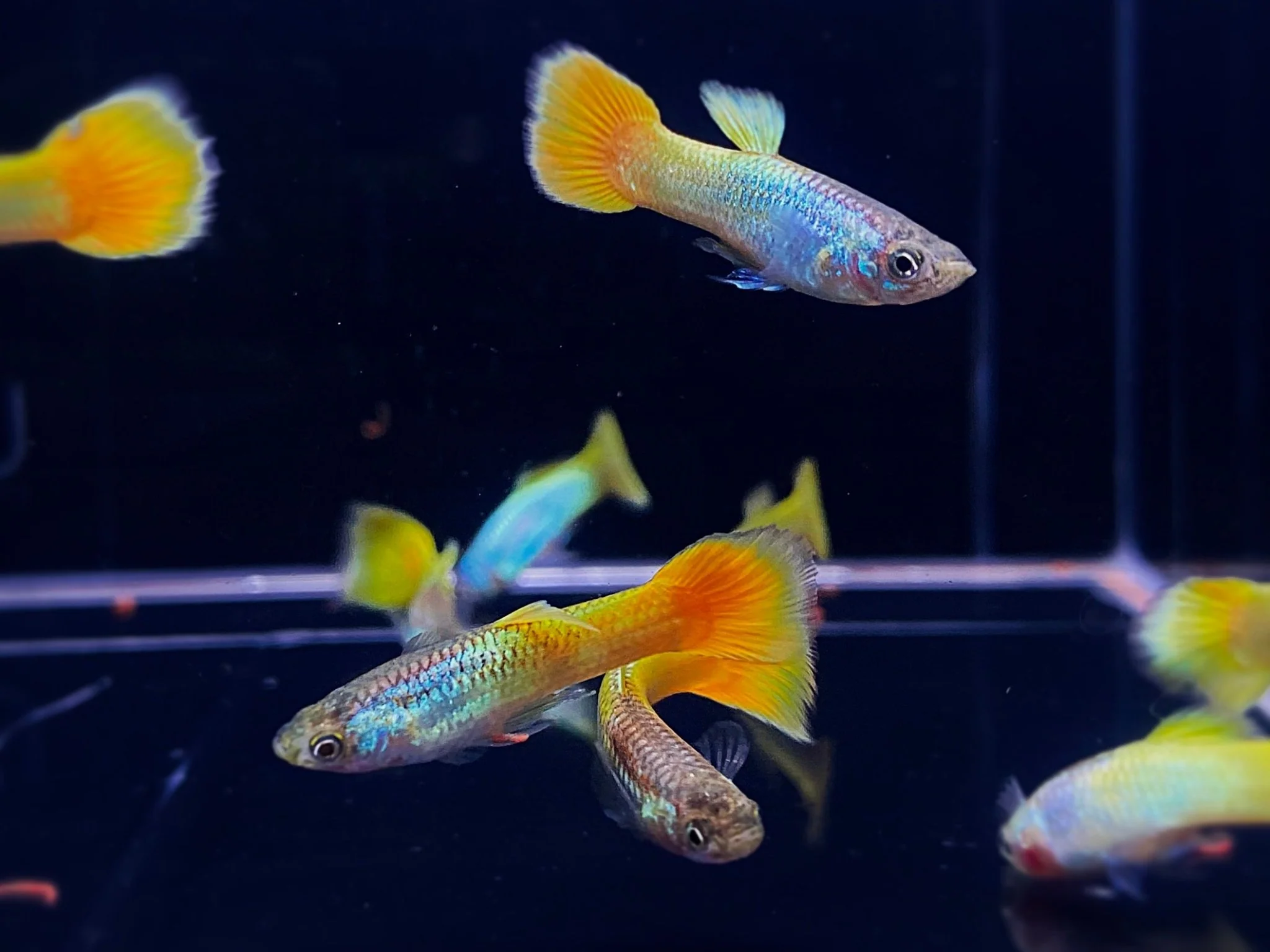 German Yellow Guppy Males