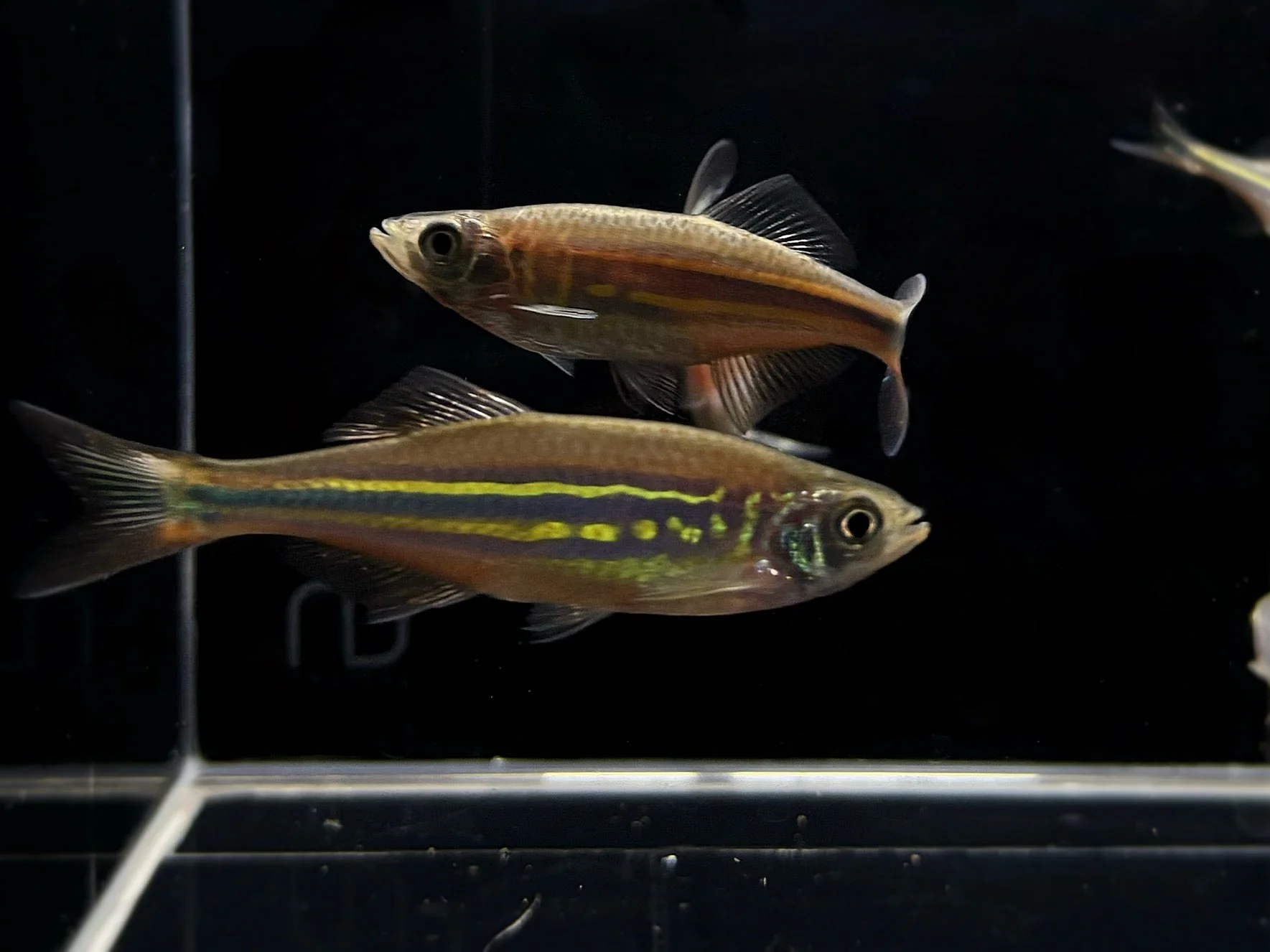 Giant Danio