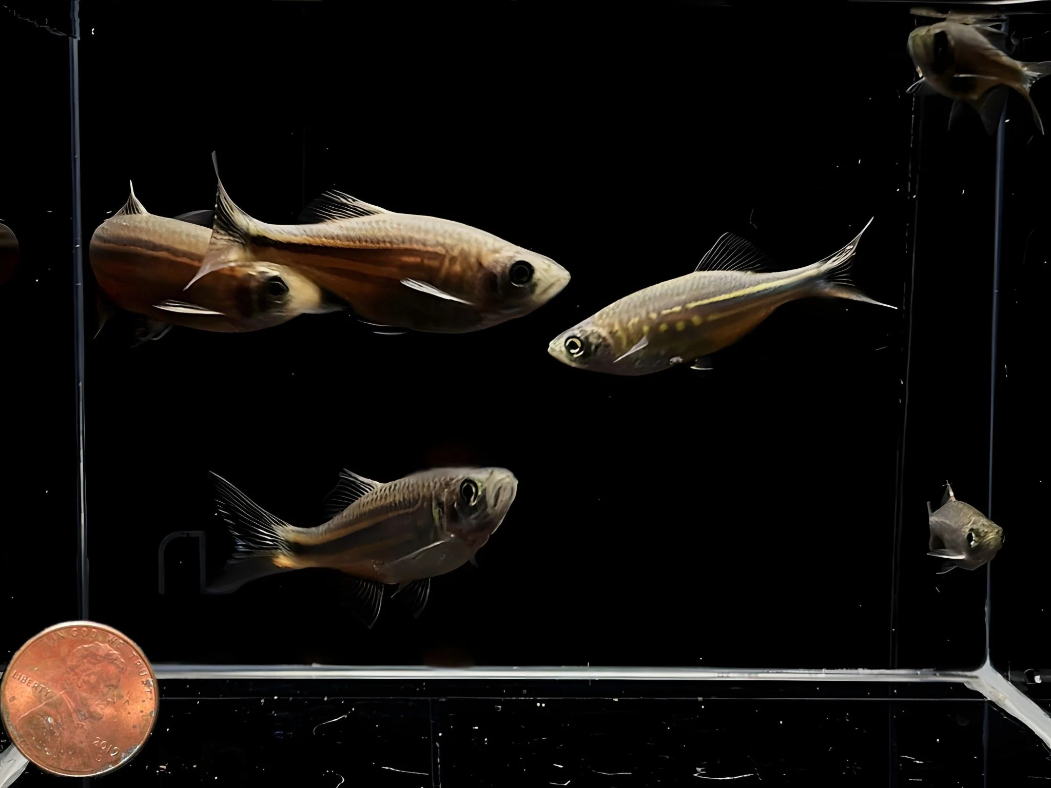 Giant Danio - Image 2