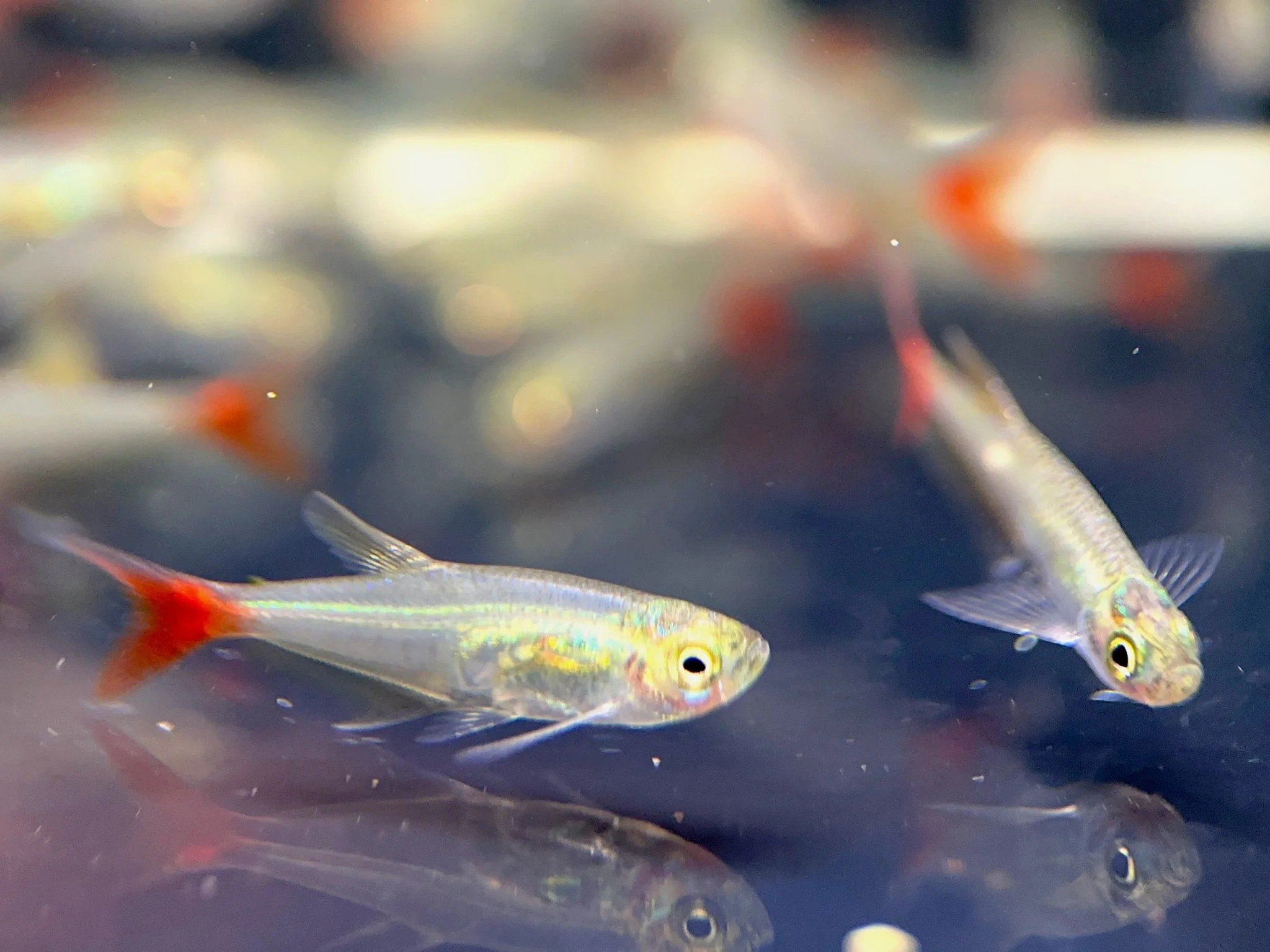 Glass Bloodfin Tetra