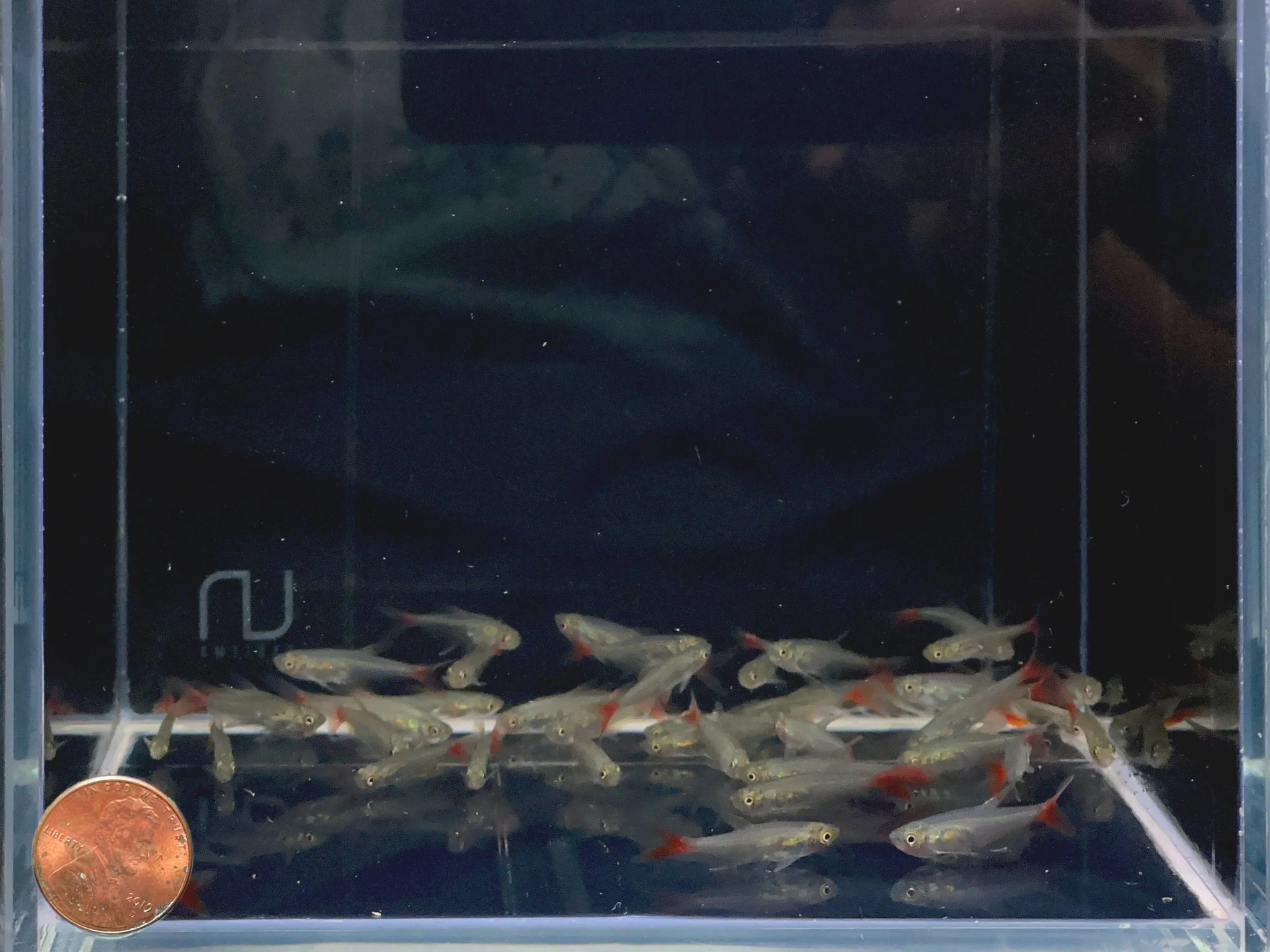 Glass Bloodfin Tetra - Image 2