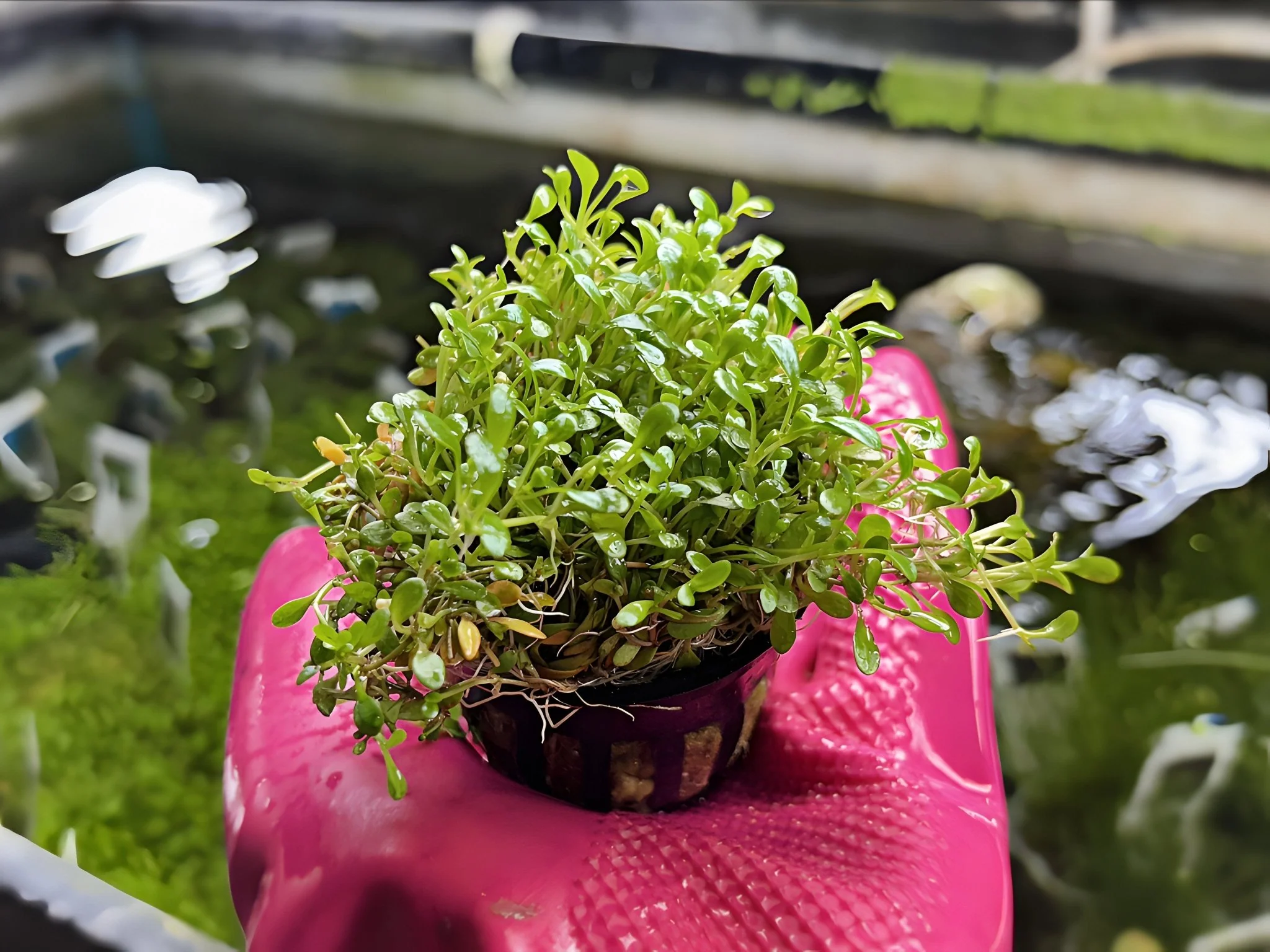 Glossostigma - Potted Plant