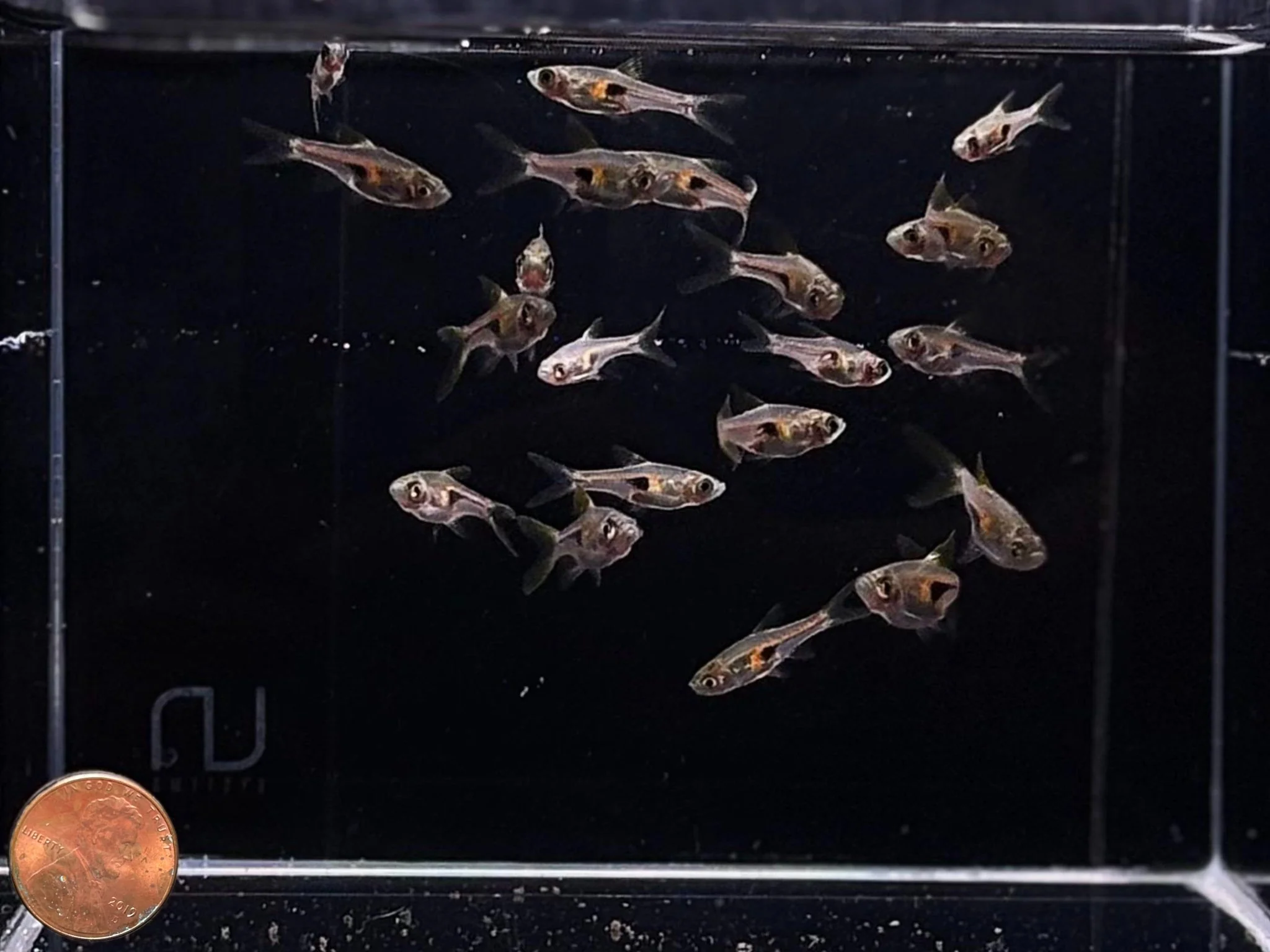 Glowlight Rasbora - Image 2