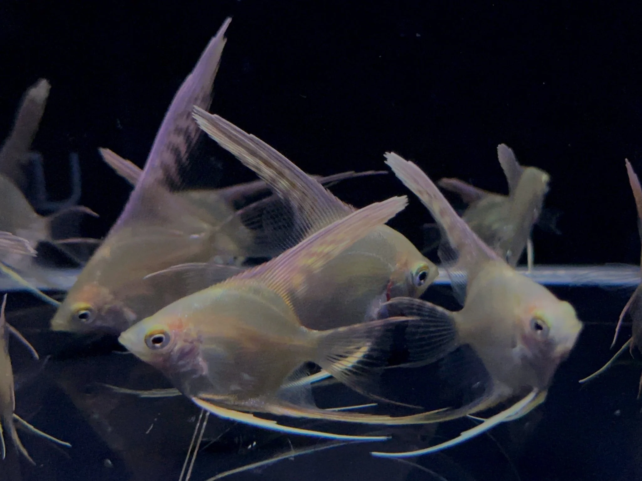 Gold Angelfish