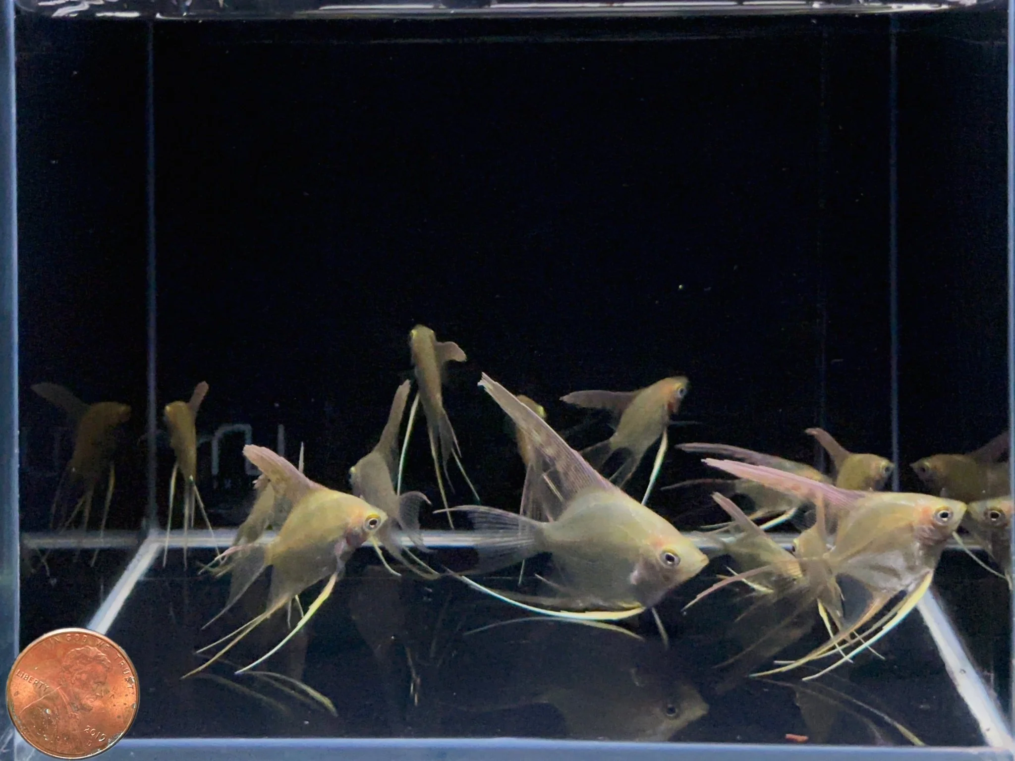 Gold Angelfish - Image 2