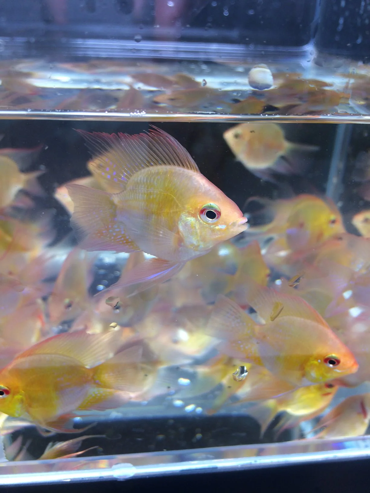 Gold Balloon Ram - Image 2