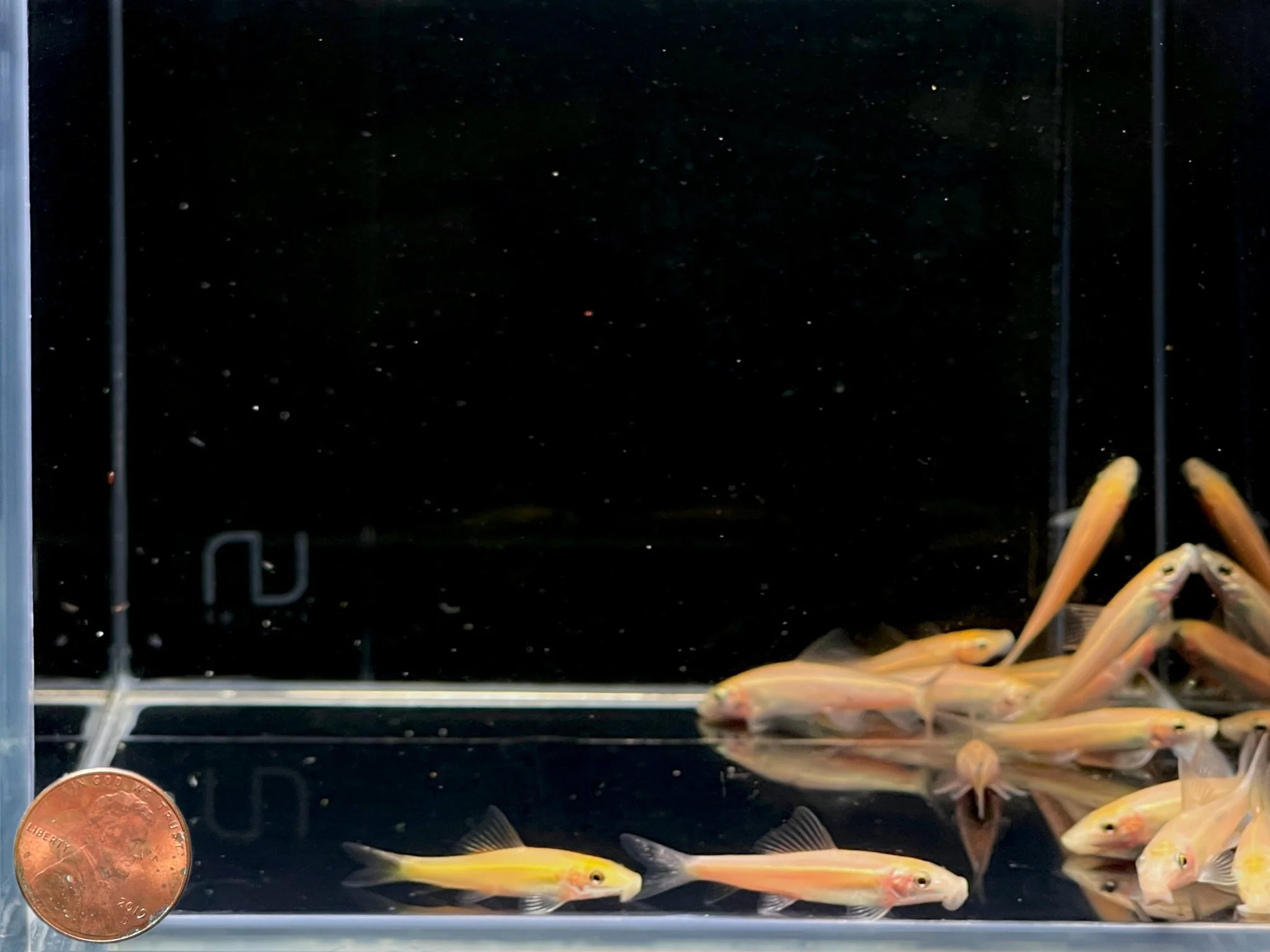 Gold Chinese Algae Eater - Image 2