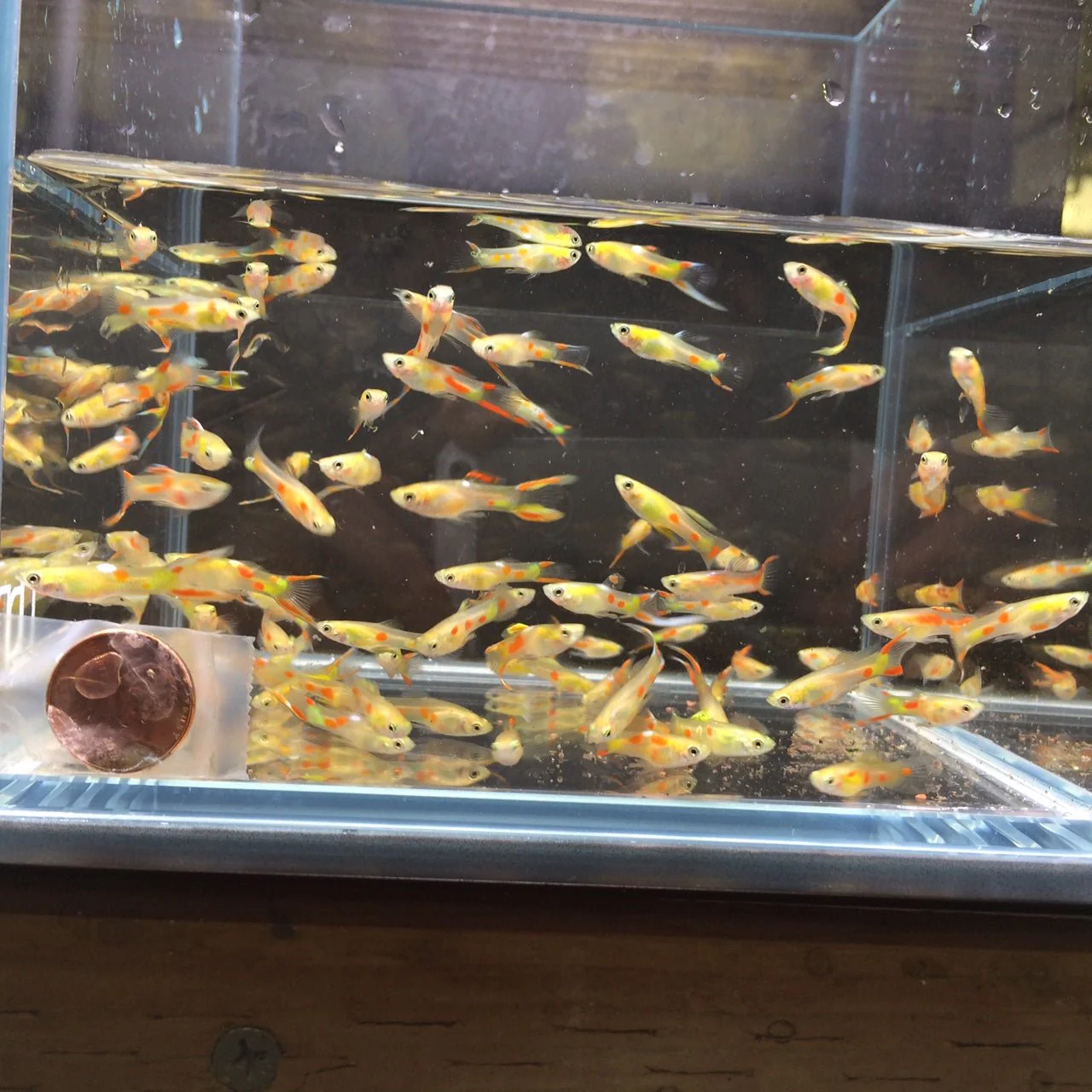 Gold Endler Pair