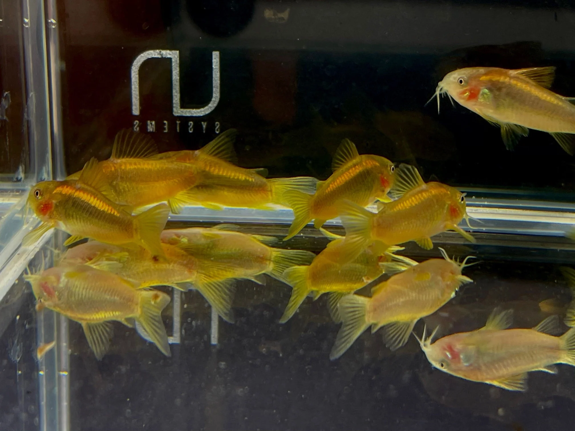 Gold Laser Cory - Image 3