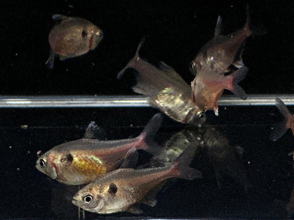 Gold Phantom Tetra