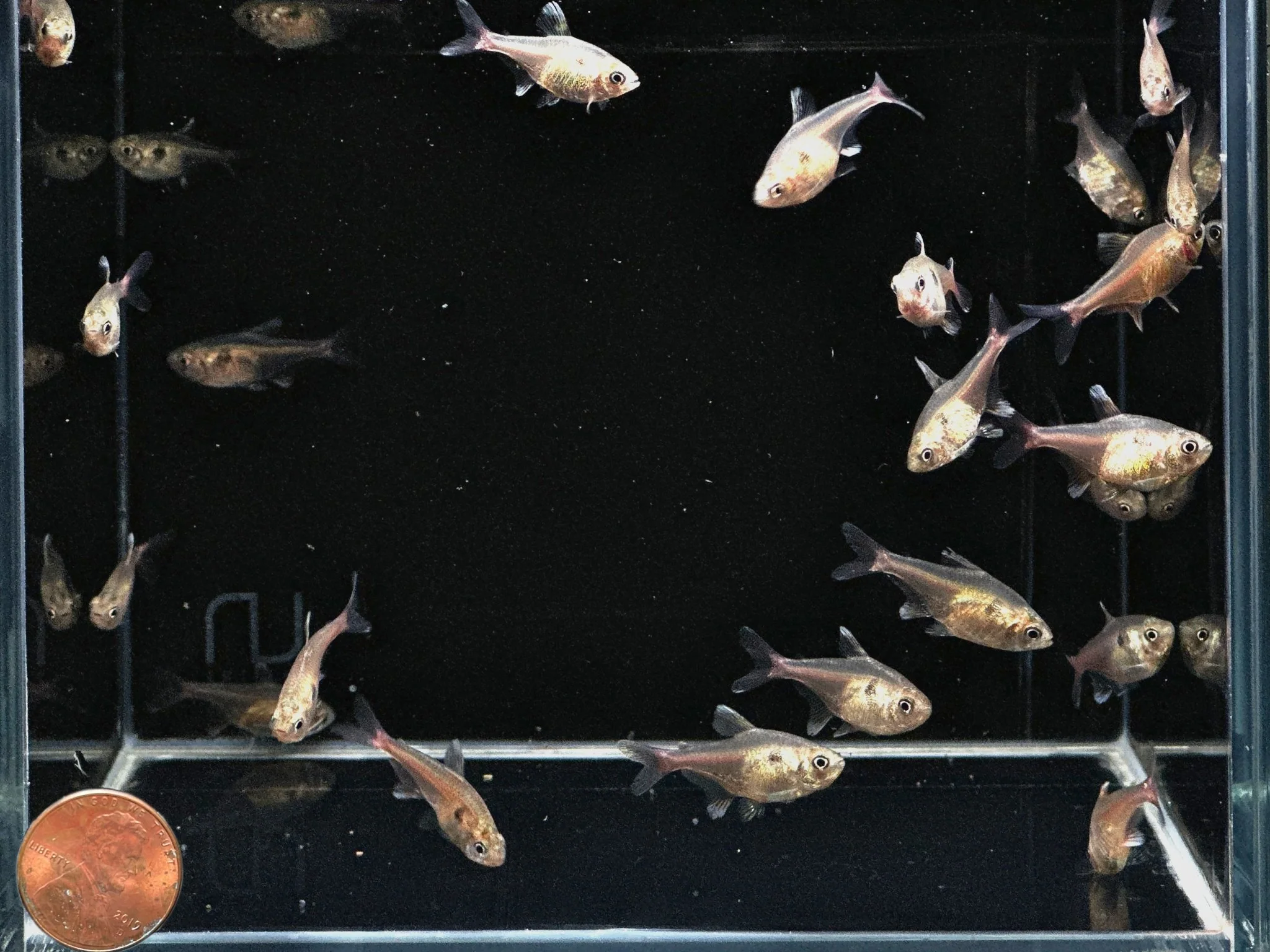 Gold Phantom Tetra - Image 2