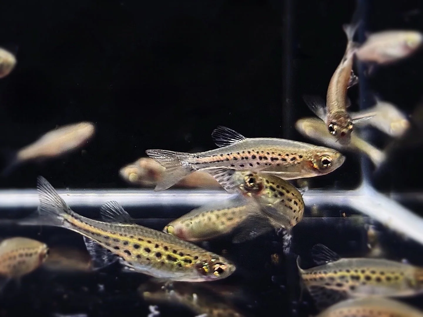 Gold Ring Danio
