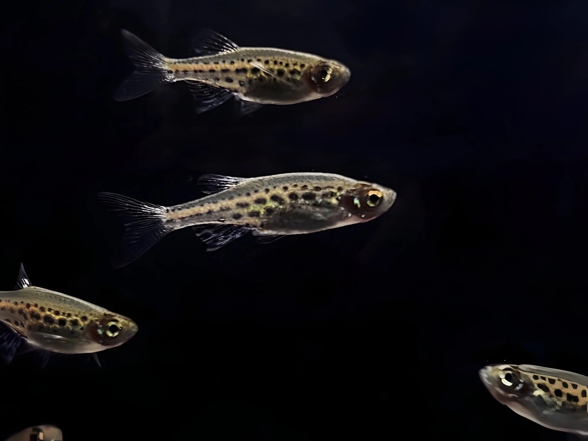 Gold Ring Danio - Image 2