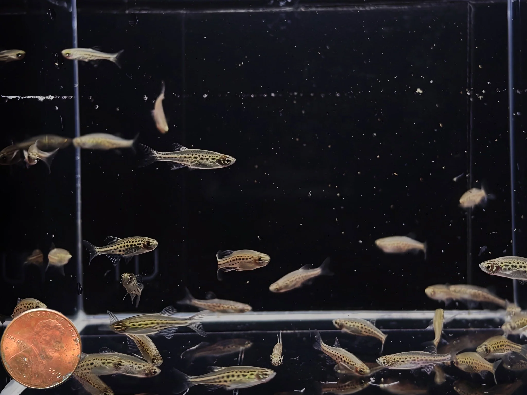 Gold Ring Danio - Image 3