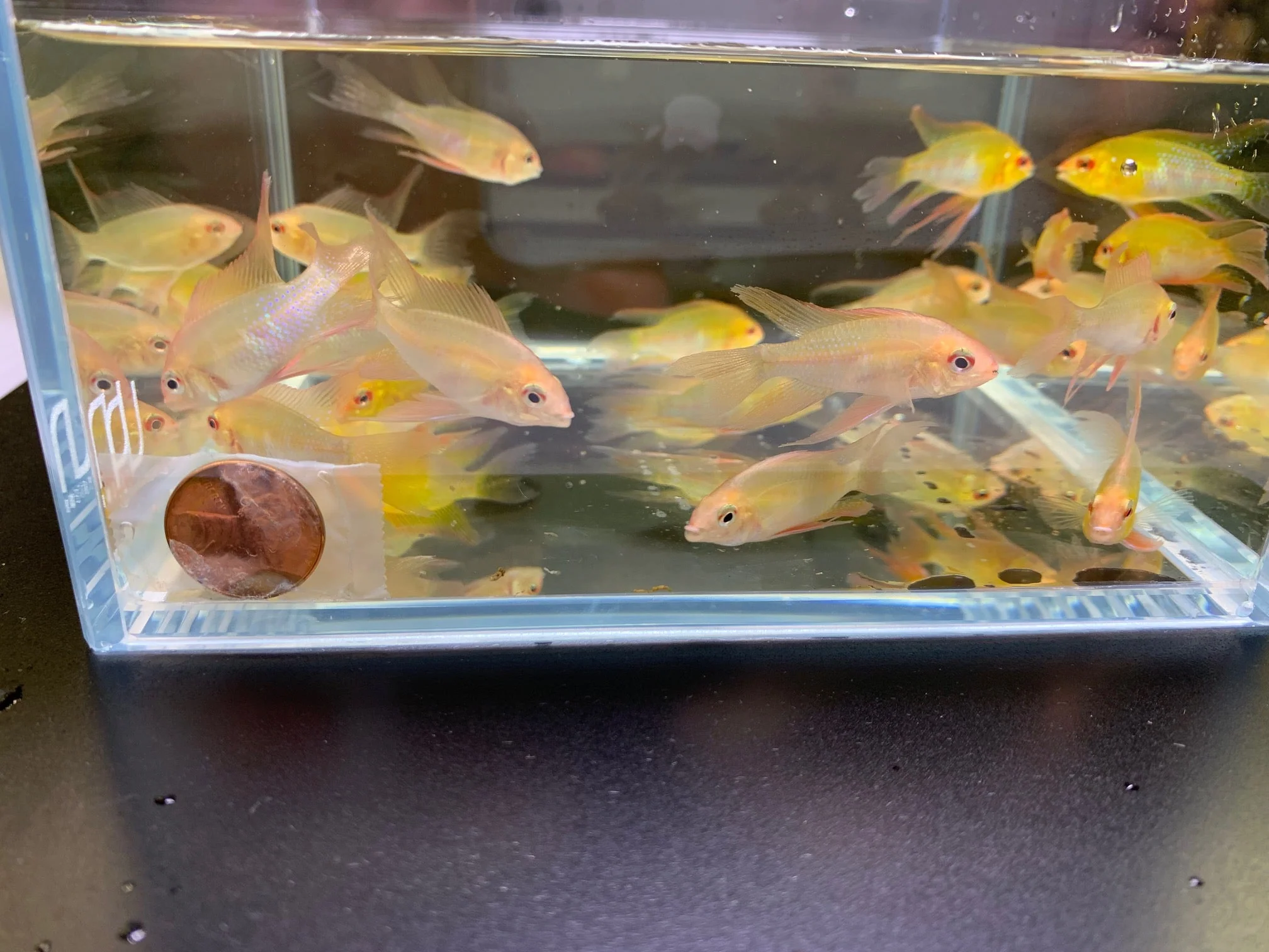 Gold Veiltail Ram