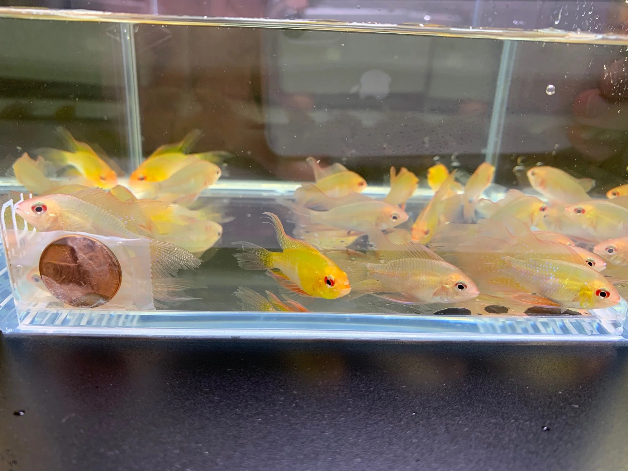 Gold Veiltail Ram - Image 2