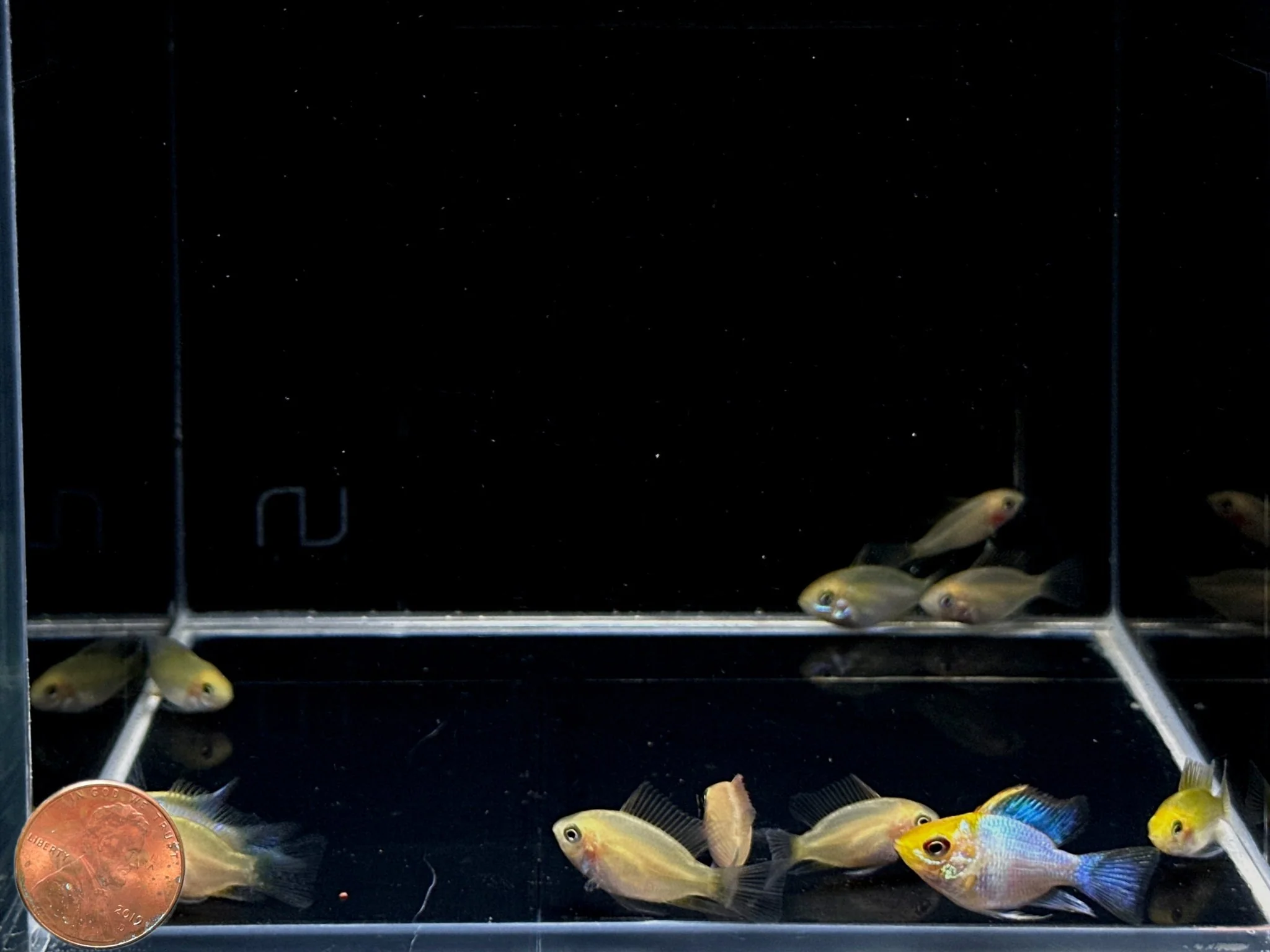 Golden Electric Balloon Ram