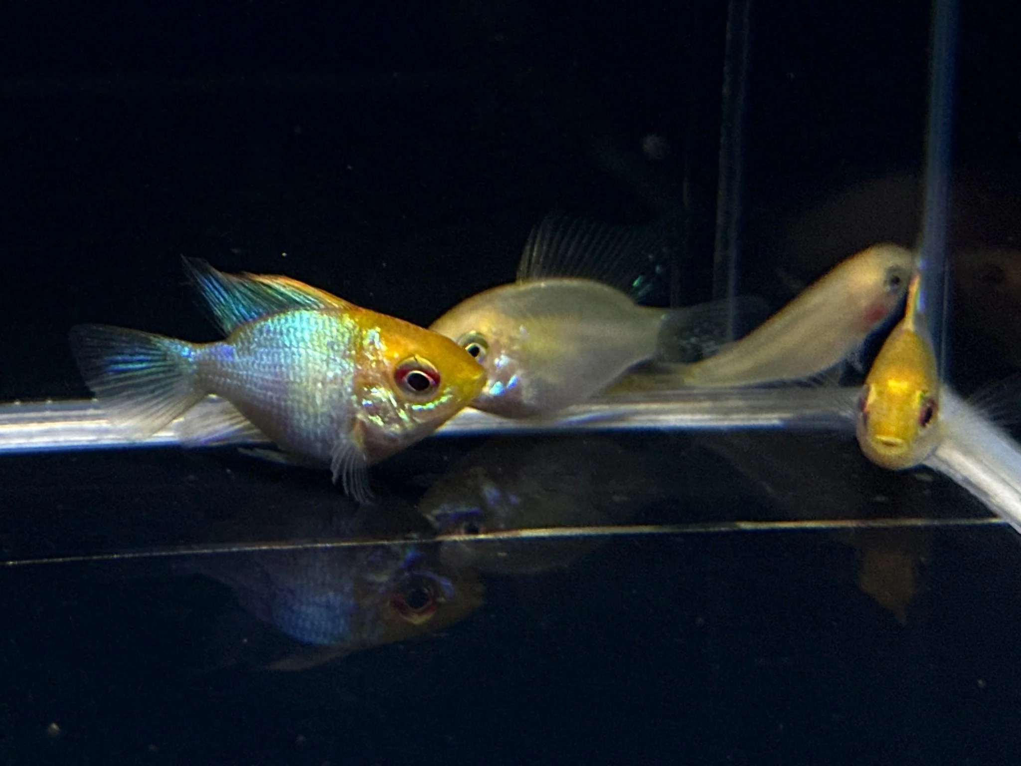 Golden Electric Balloon Ram - Image 2