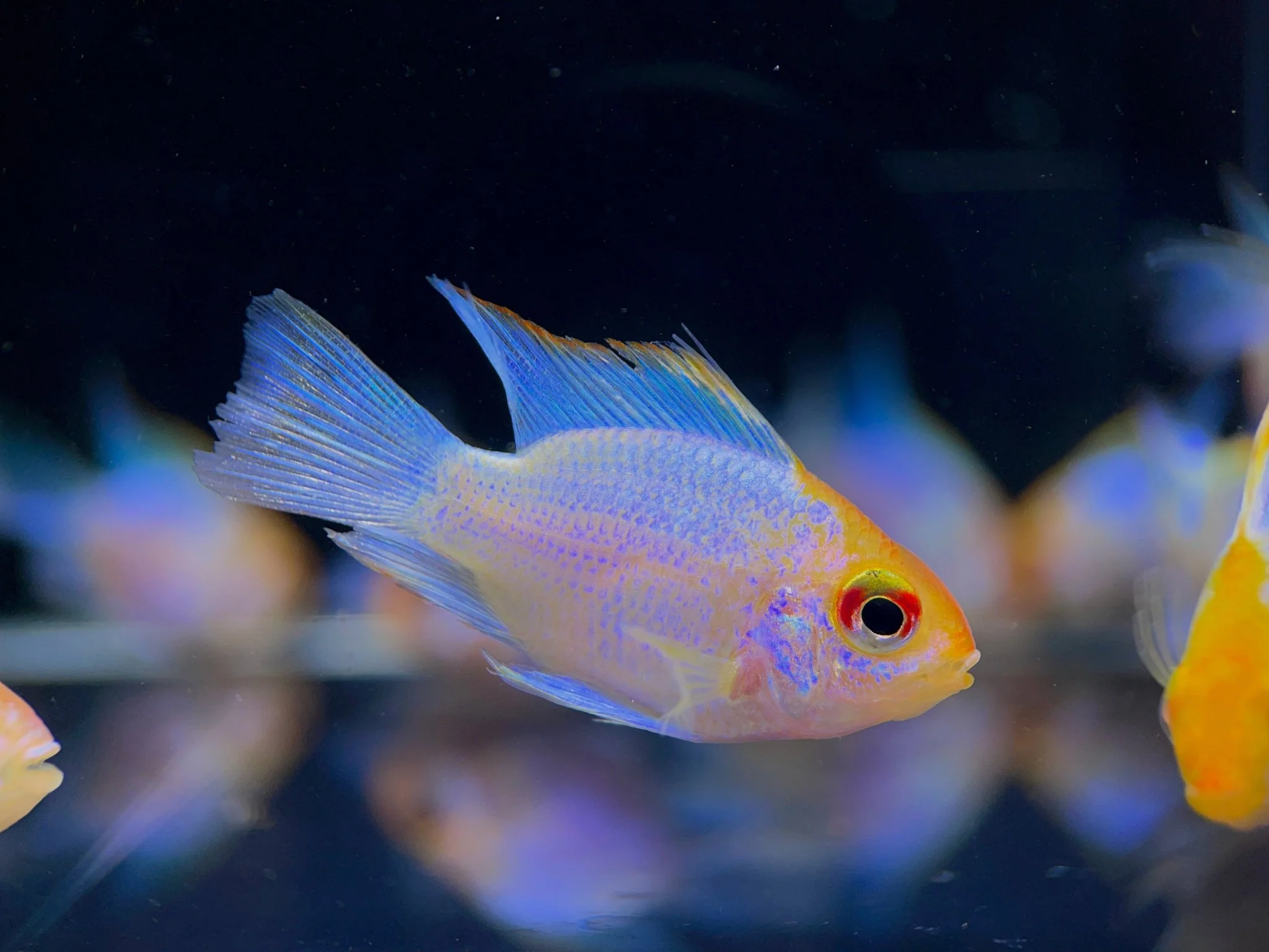 Golden Electric Balloon Ram - Image 3