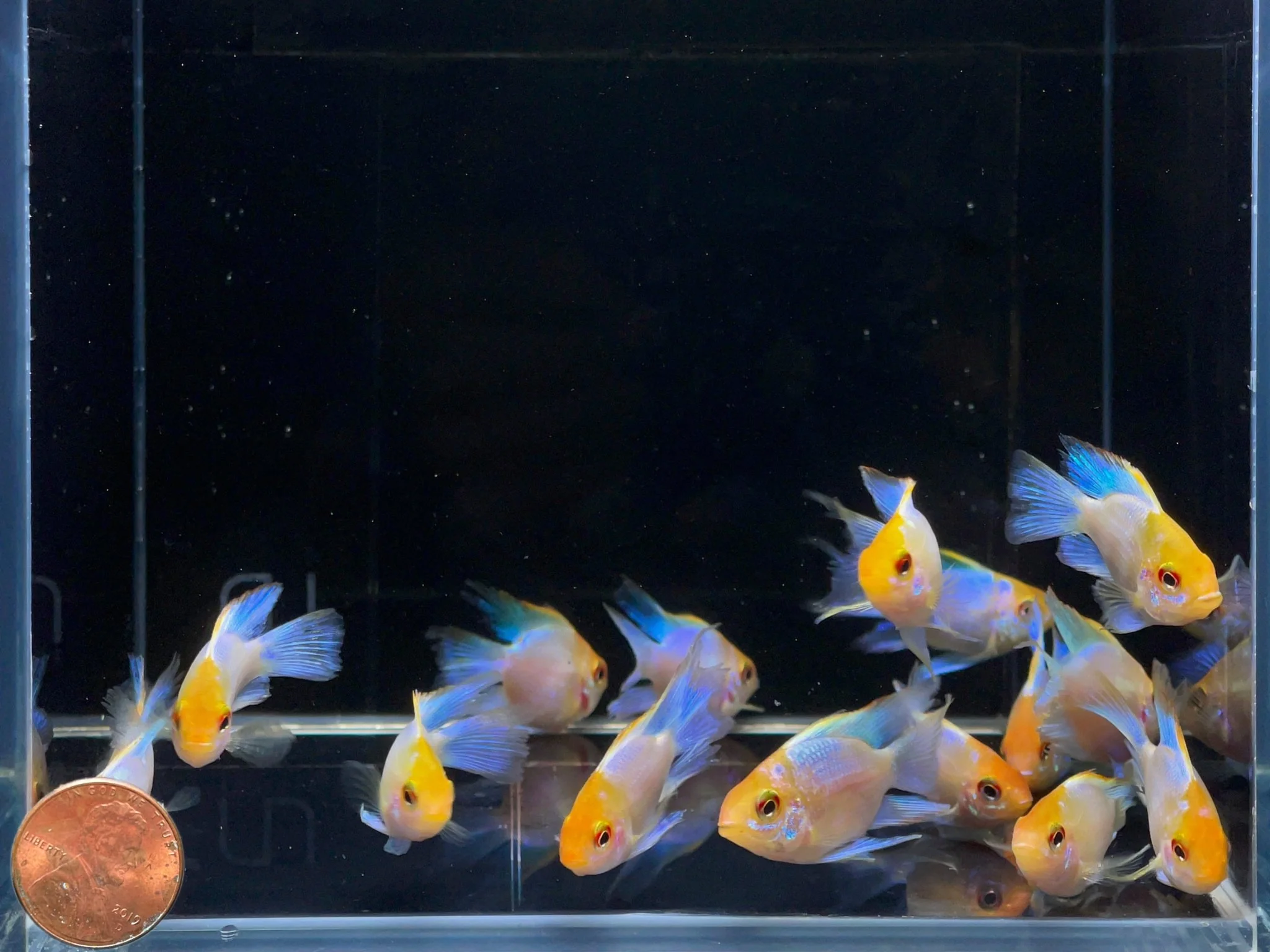 Golden Electric Balloon Ram - Image 4