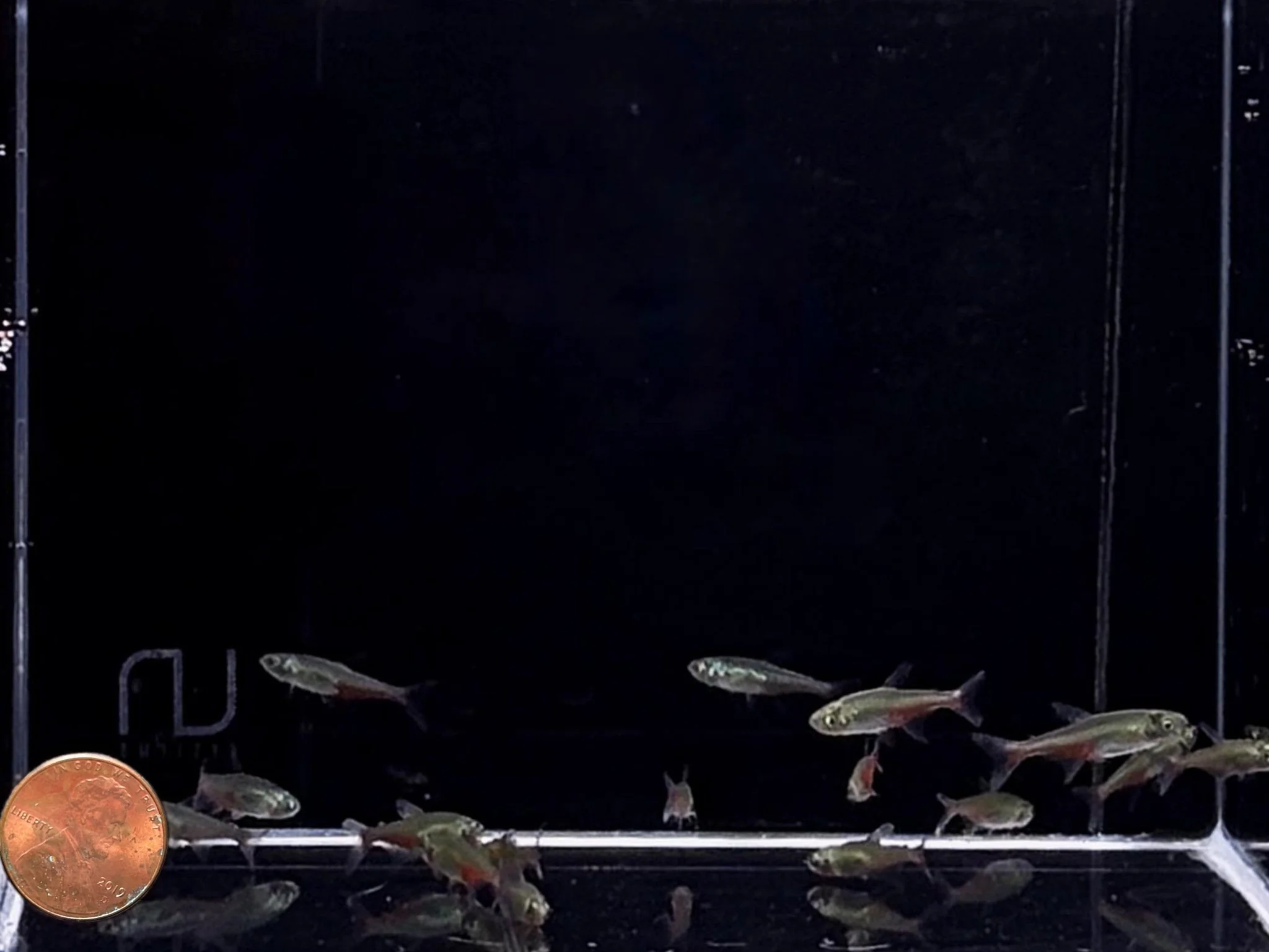 Green Fire Tetra - Image 2