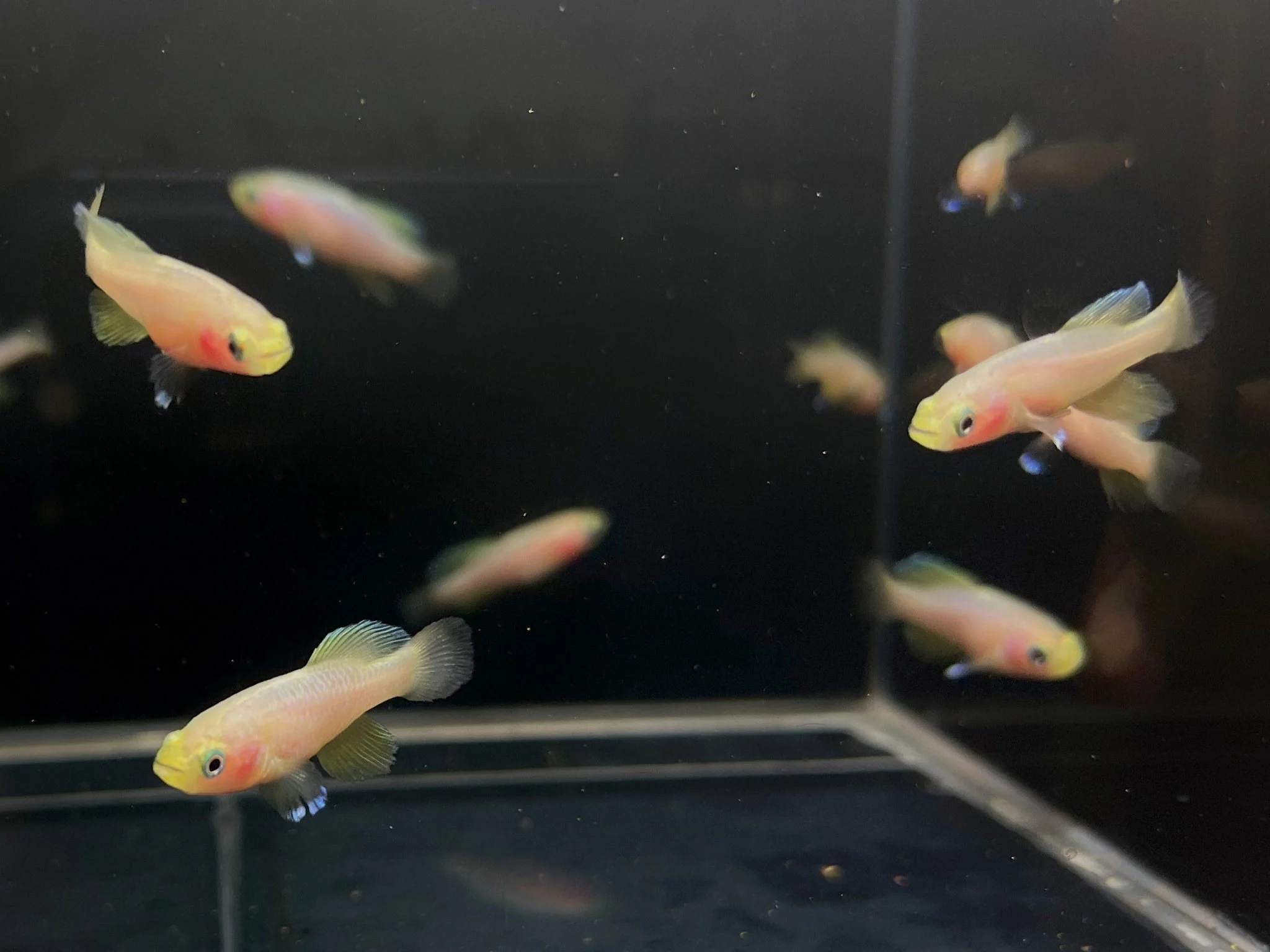 Guenther's Notho Gold Killi
