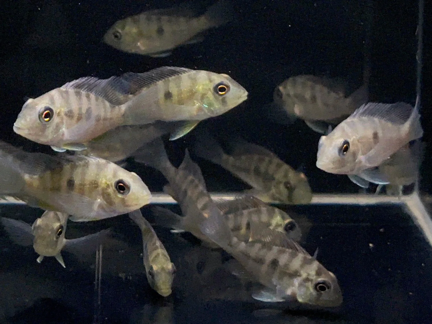 Gymnogeophagus balzanii