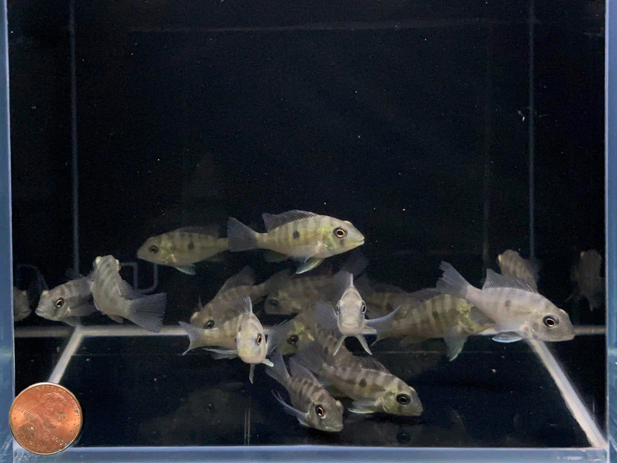 Gymnogeophagus balzanii - Image 2