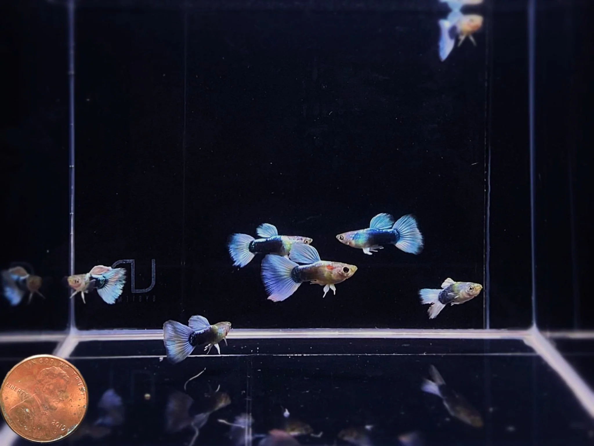 Half Black White Guppy Males - Image 2