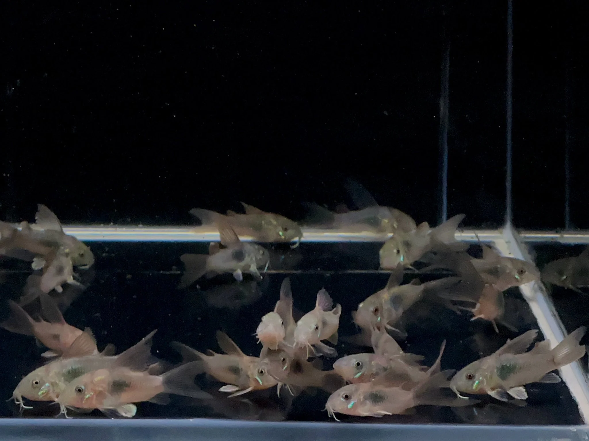 Hifin Aeneus Cory
