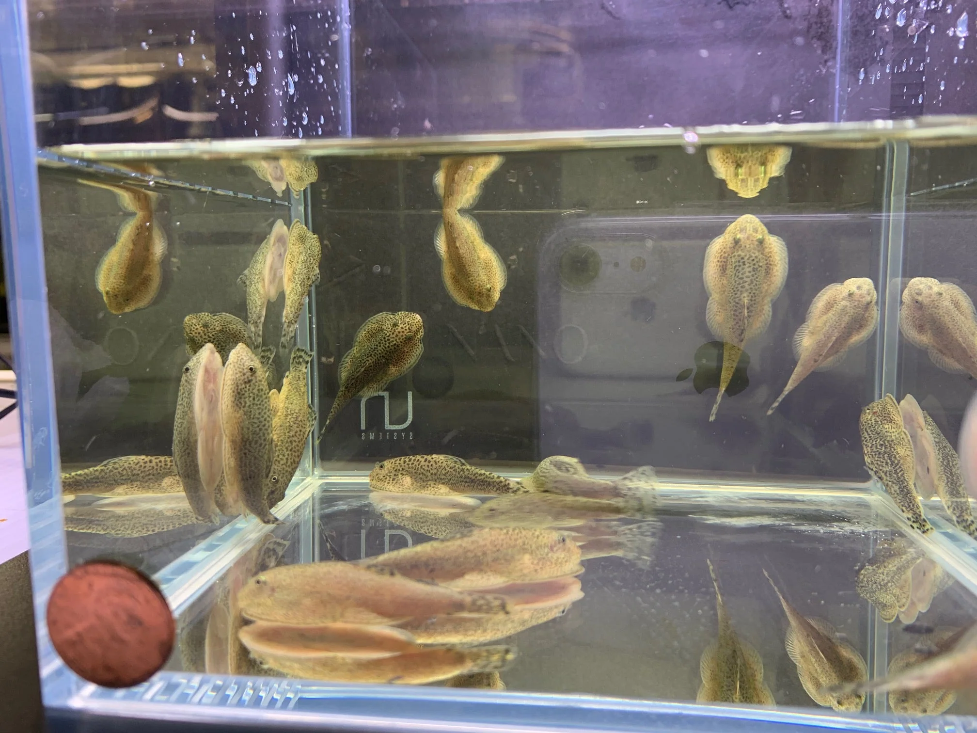 Hillstream Loach | Chinese Butterfly Pleco (Size M) - Image 3