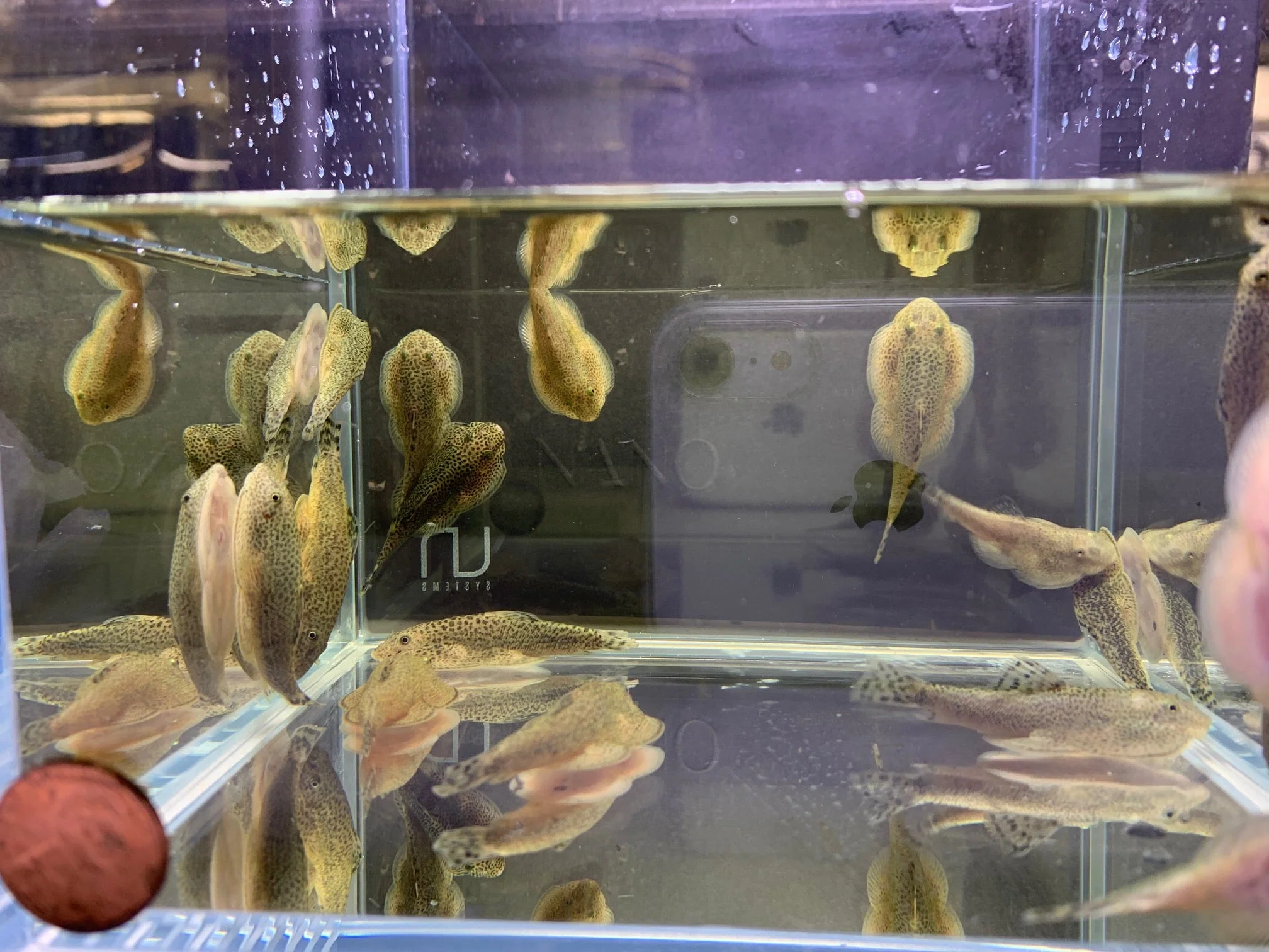 Hillstream Loach | Chinese Butterfly Pleco (Size M) - Image 4