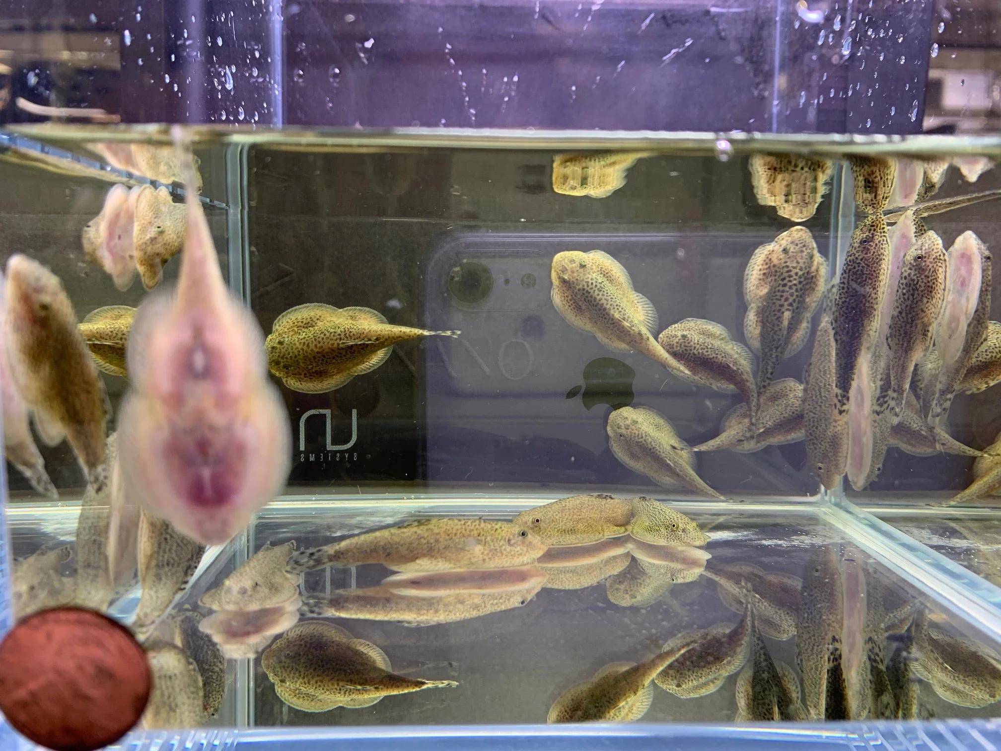 Hillstream Loach | Chinese Butterfly Pleco (Size M) - Image 5