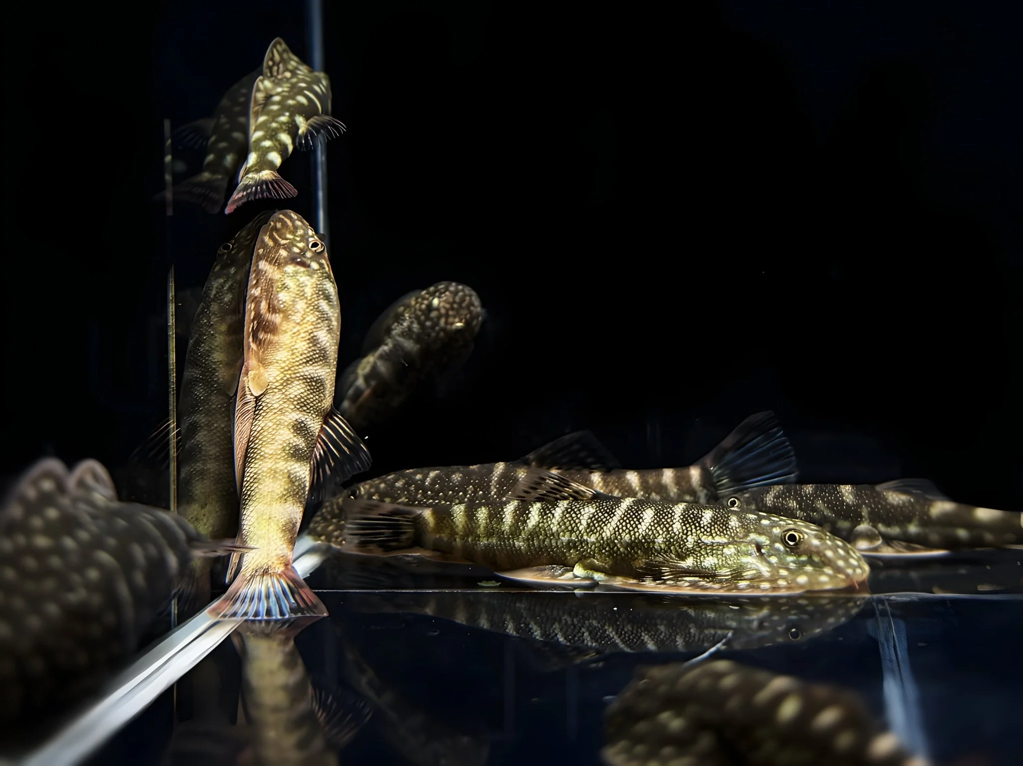 Hillstream Loach | Assorted UFO - Image 2