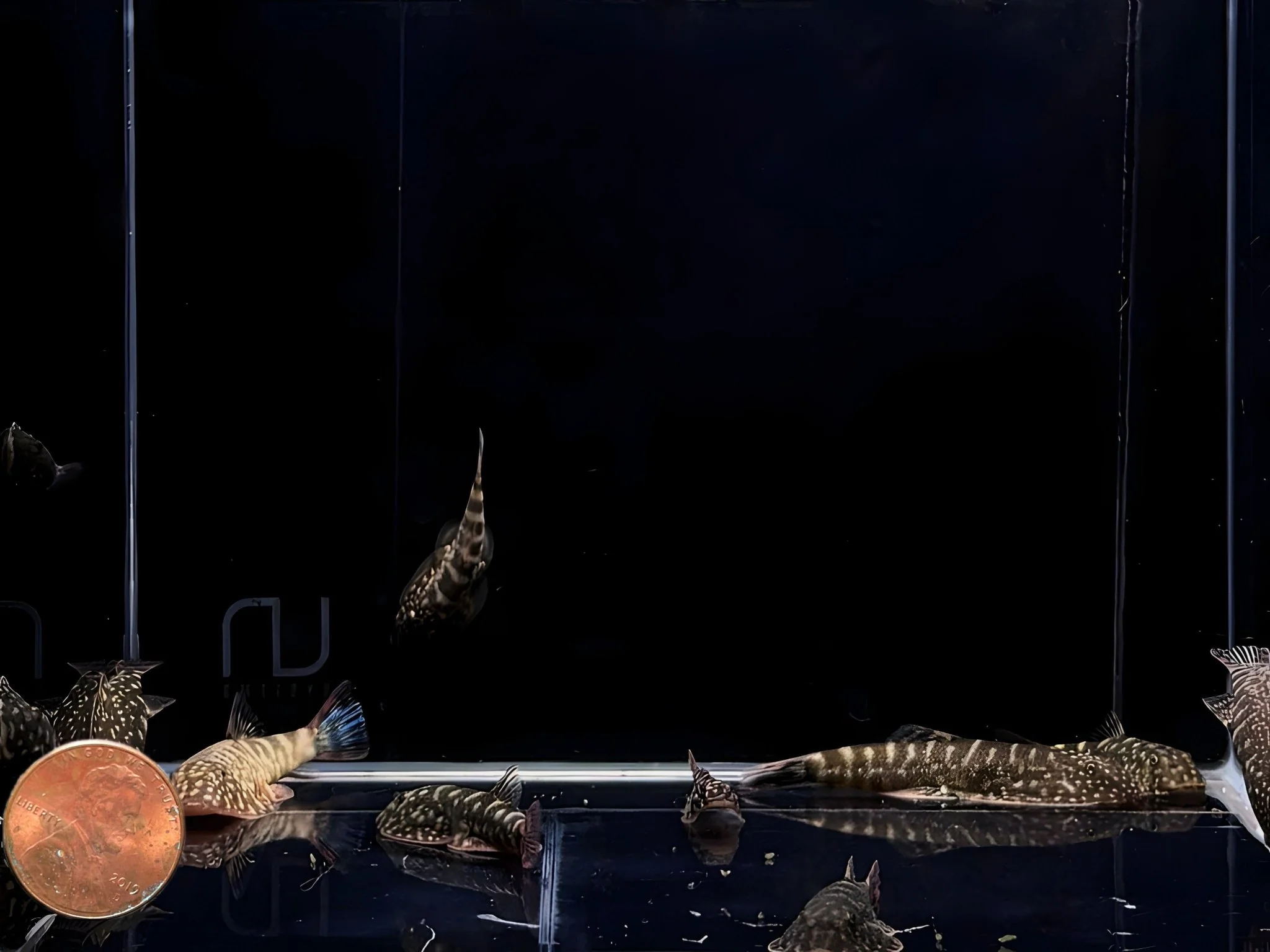 Hillstream Loach | Assorted UFO - Image 3