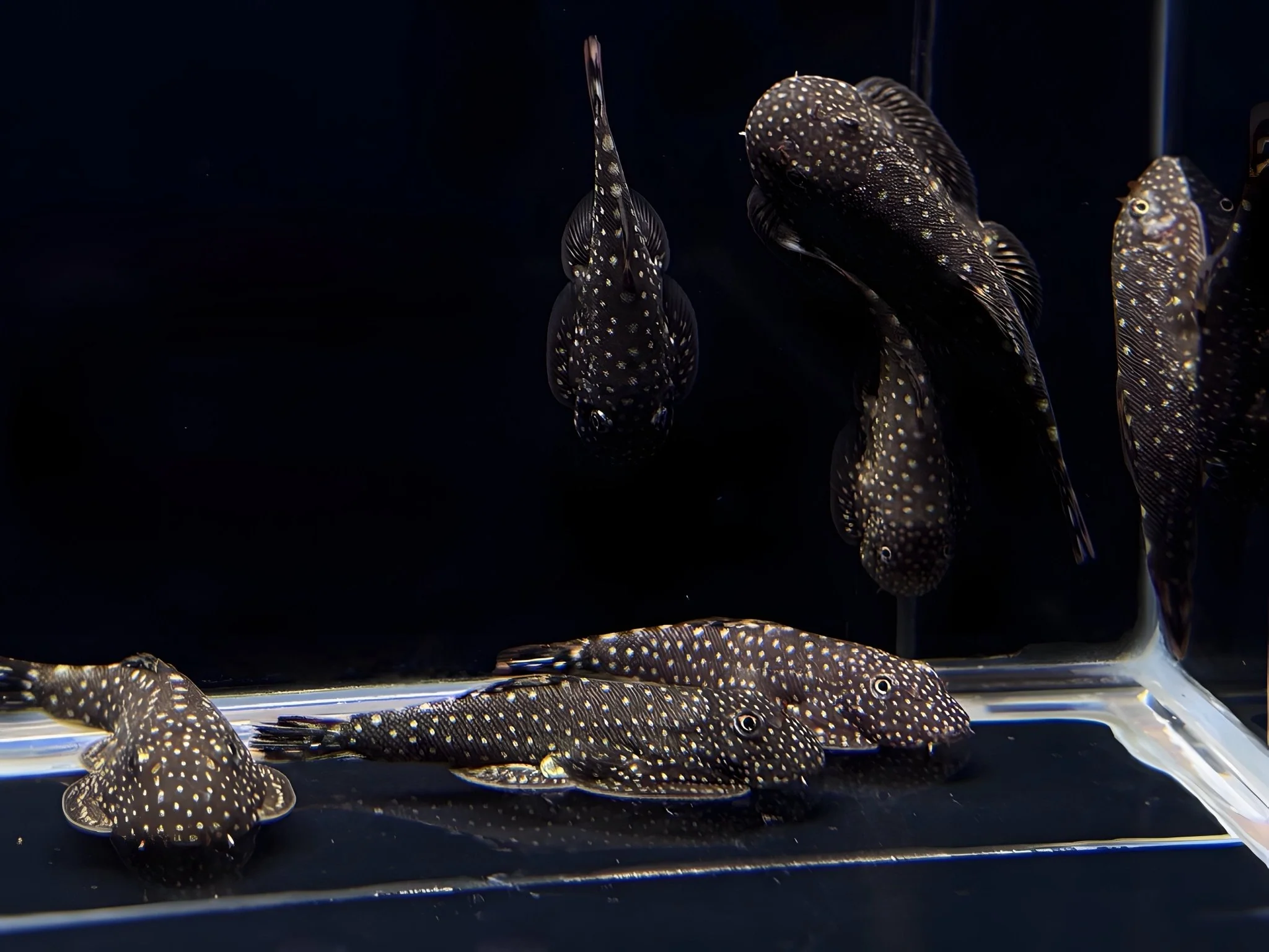 Hillstream Loach | Spotted