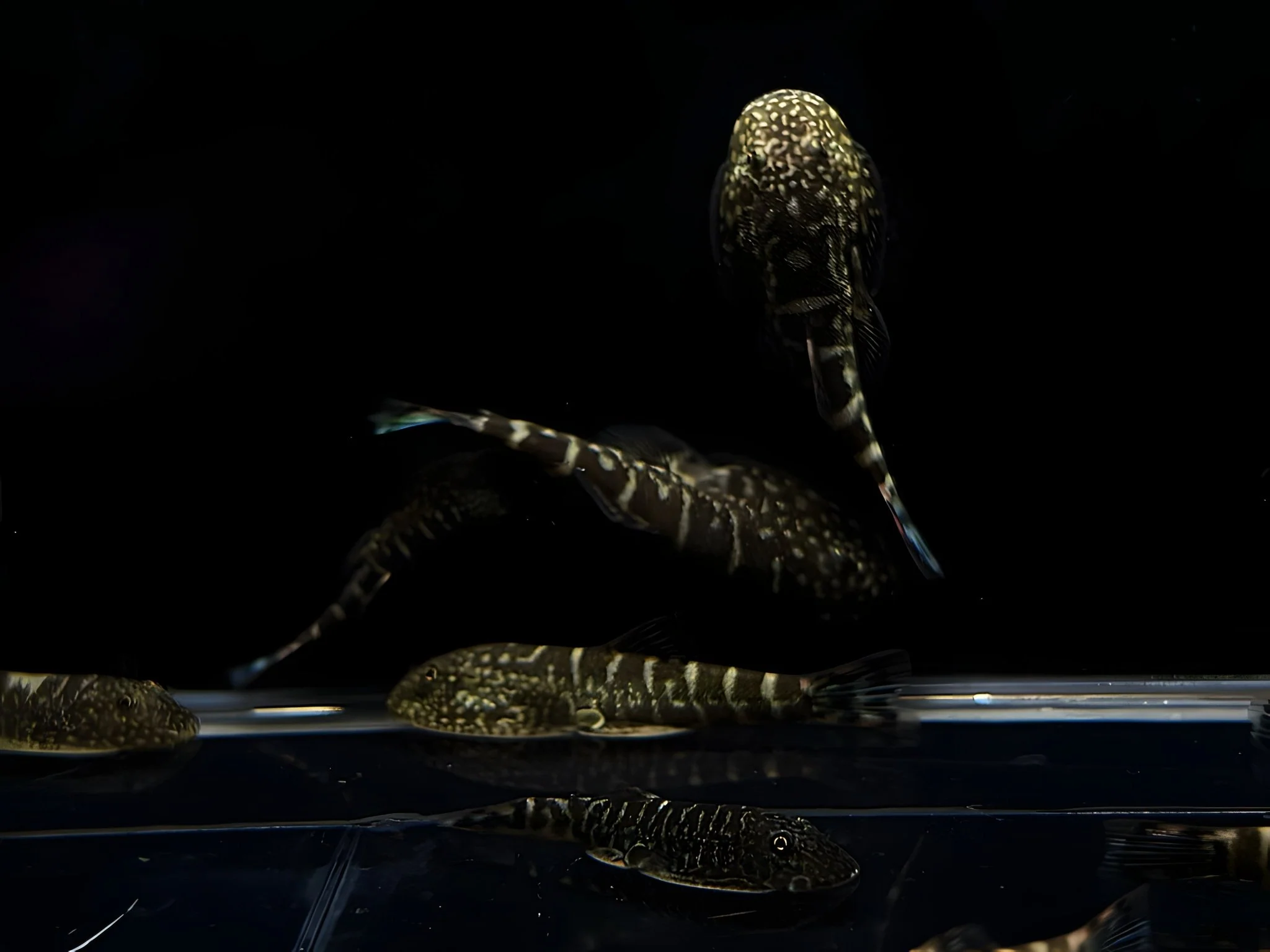 Hillstream Loach | UFO #2 - Image 2