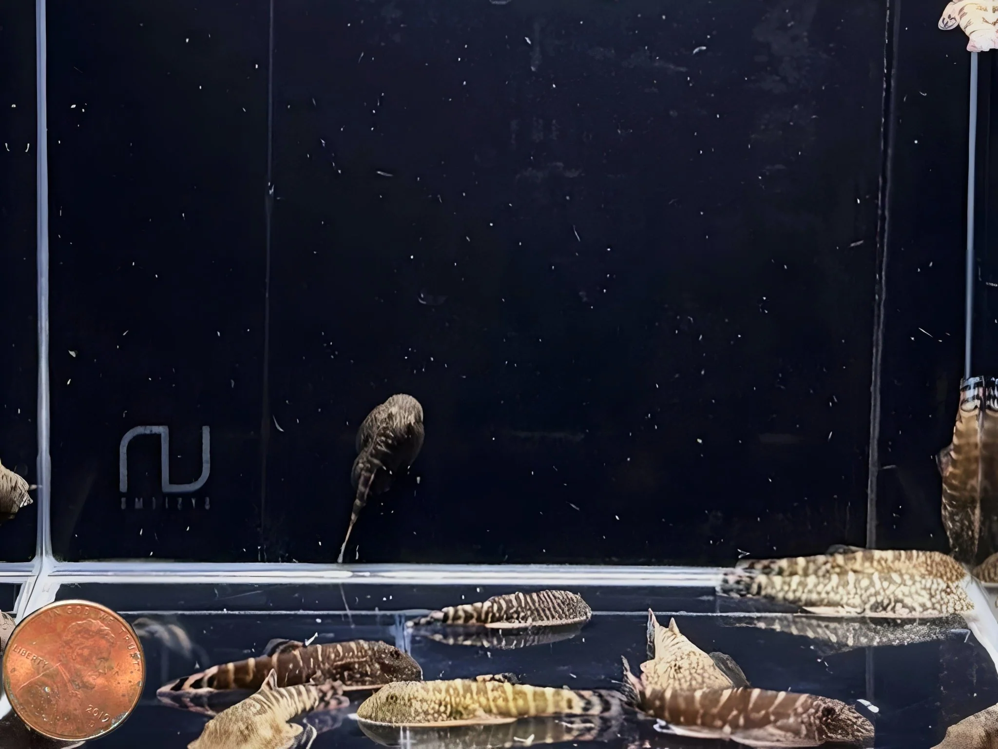 Hillstream Loach | UFO #2 - Image 3