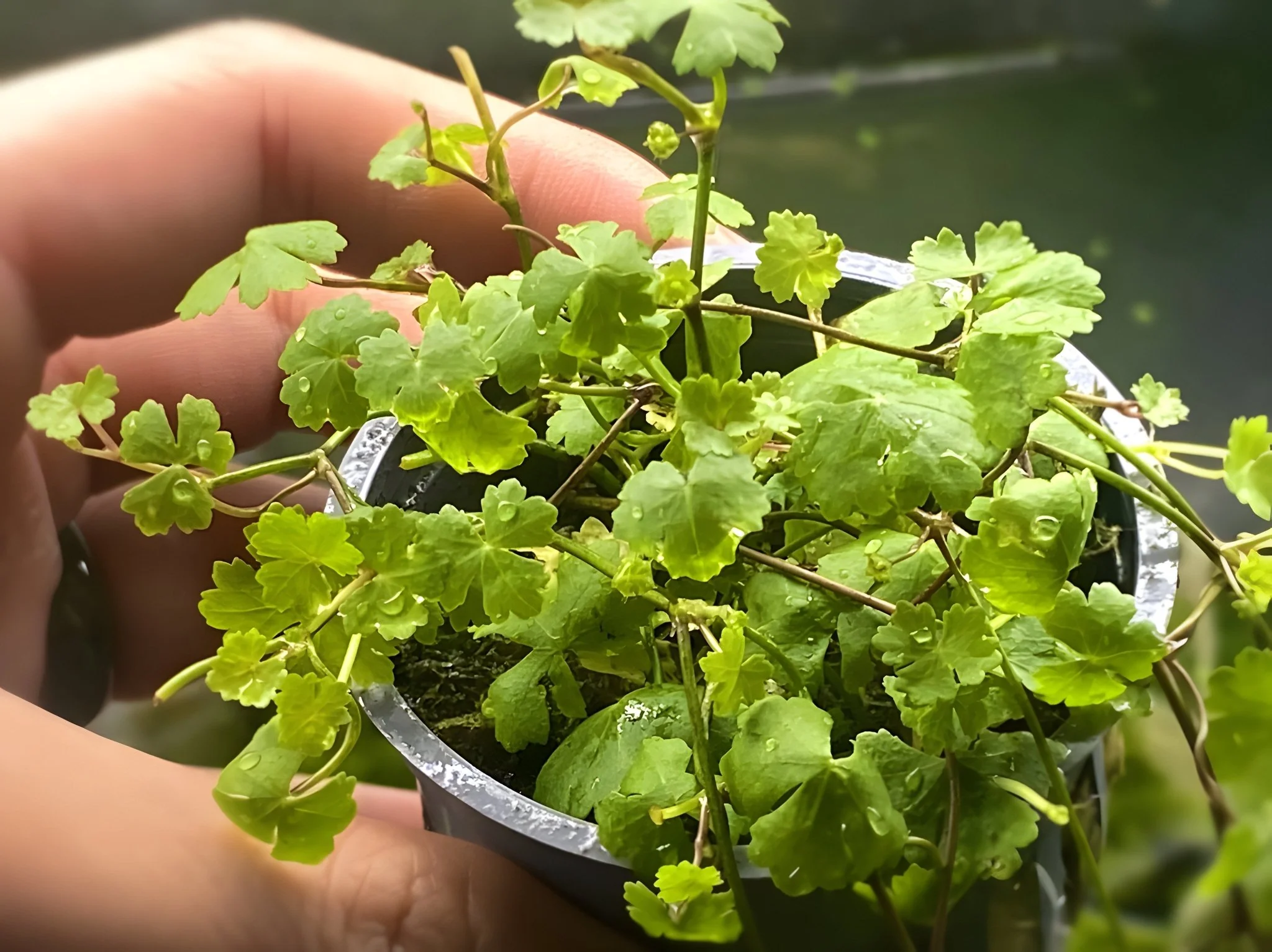 Hydrocotyle Sp. Japan - Potted Plant - Image 2