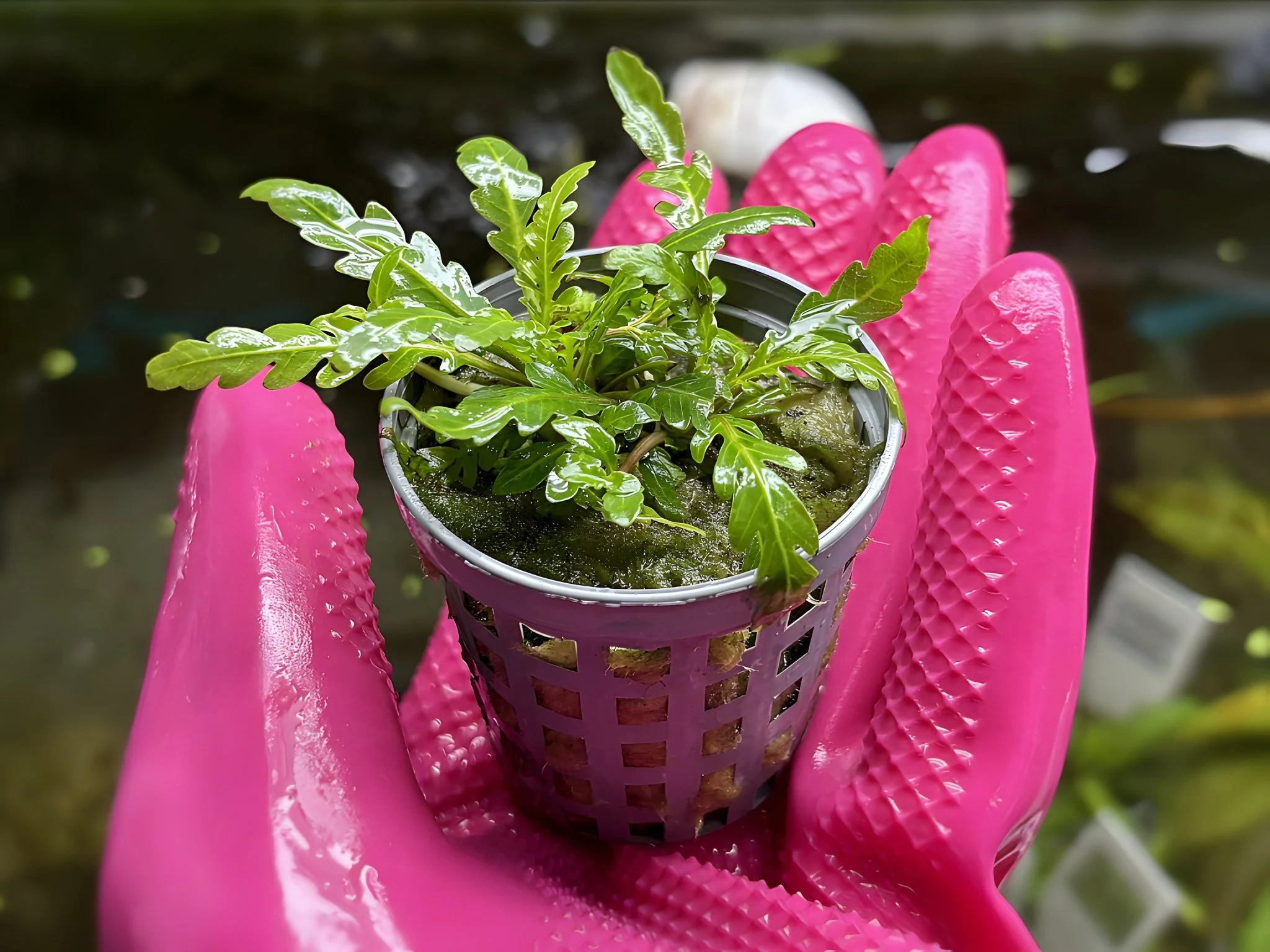 Hygrophila Pinnatifida - Potted Plant