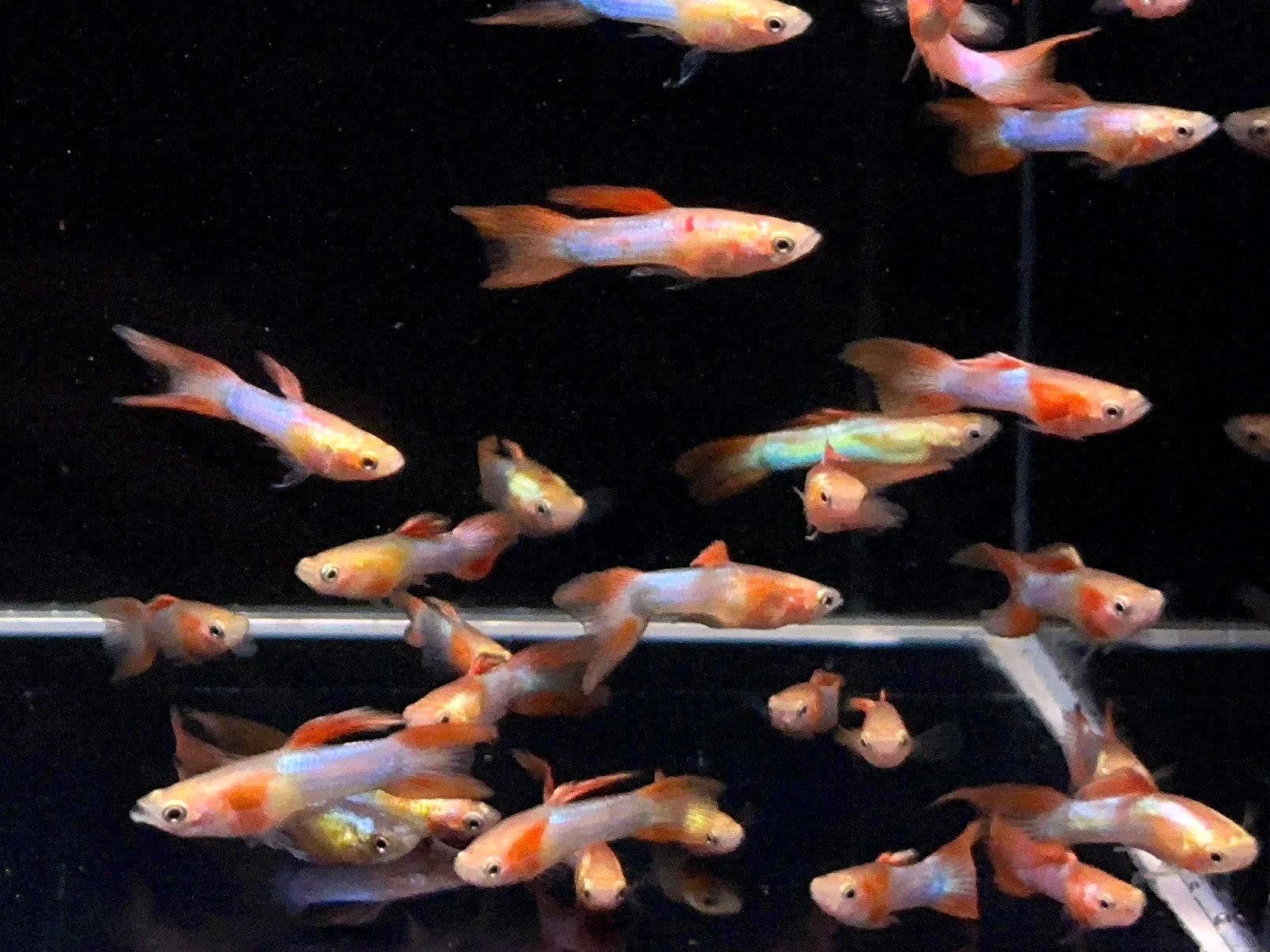 Japan Blue Double Sword Guppy Males