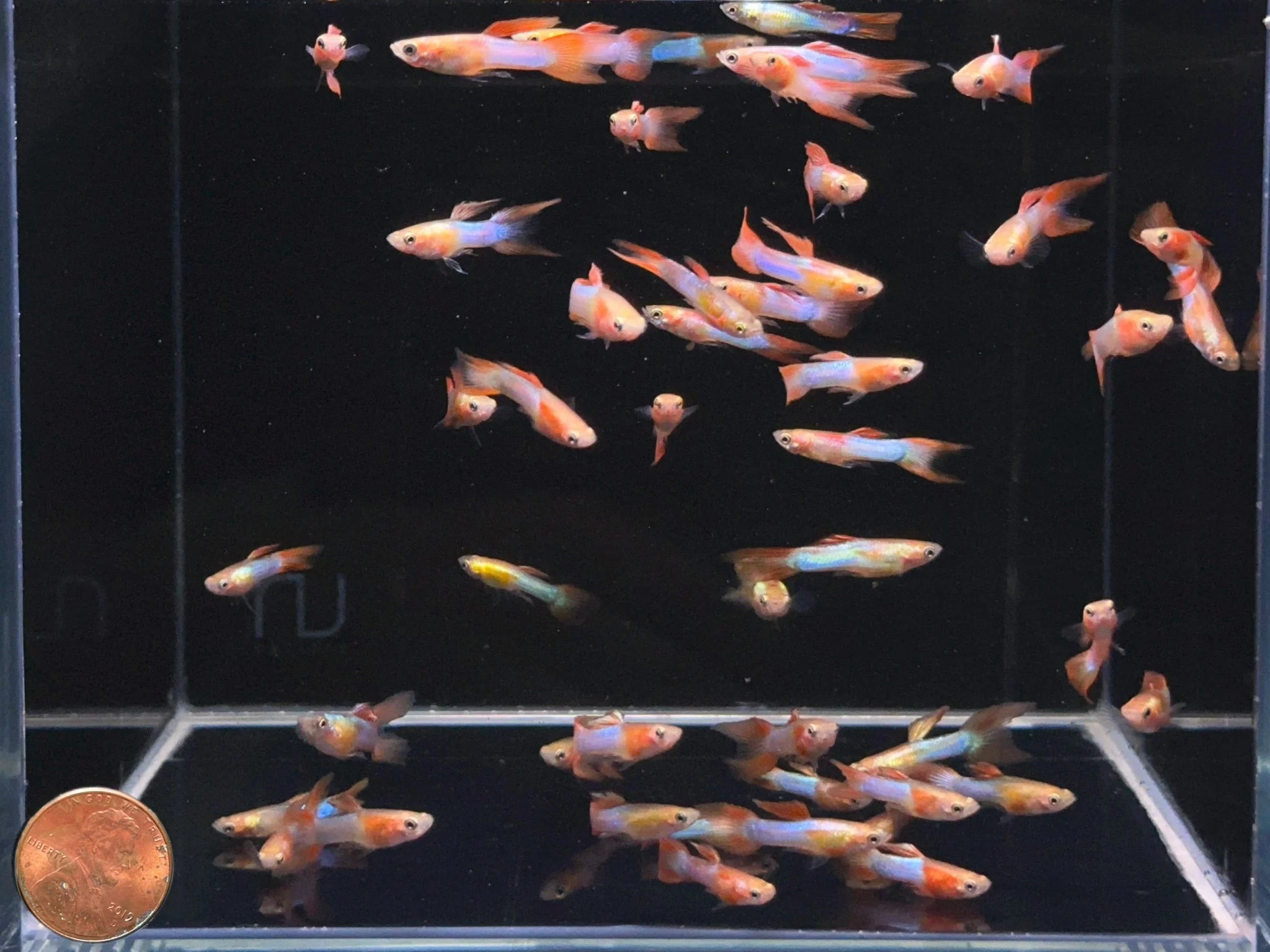 Japan Blue Double Sword Guppy Males - Image 2
