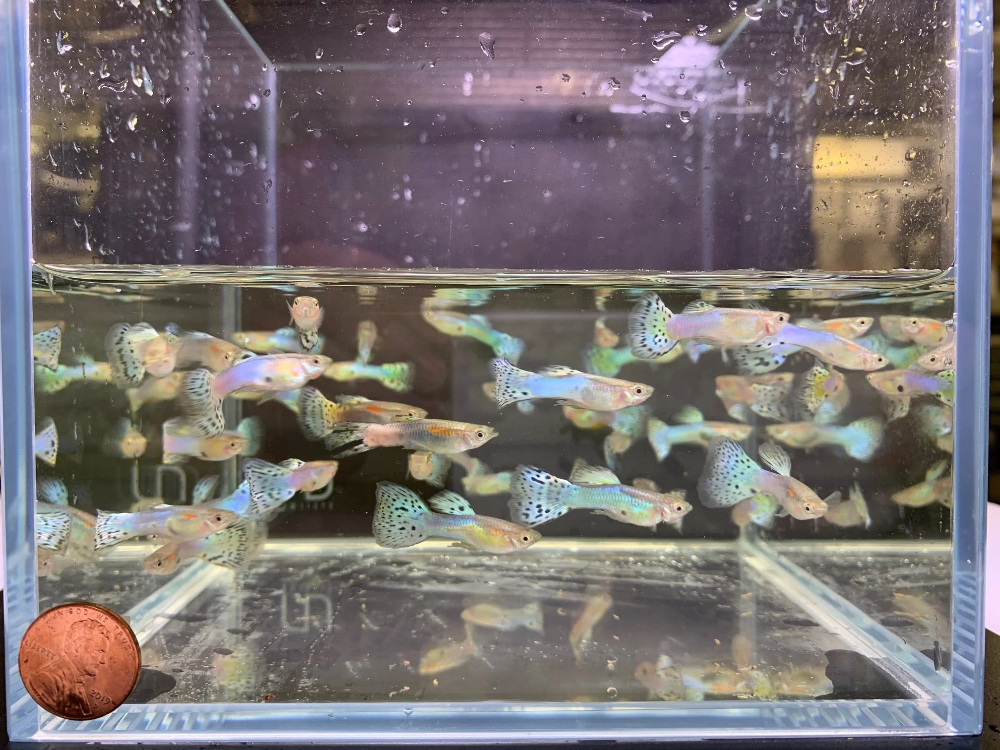 Japanese Blue Tail Guppy Males
