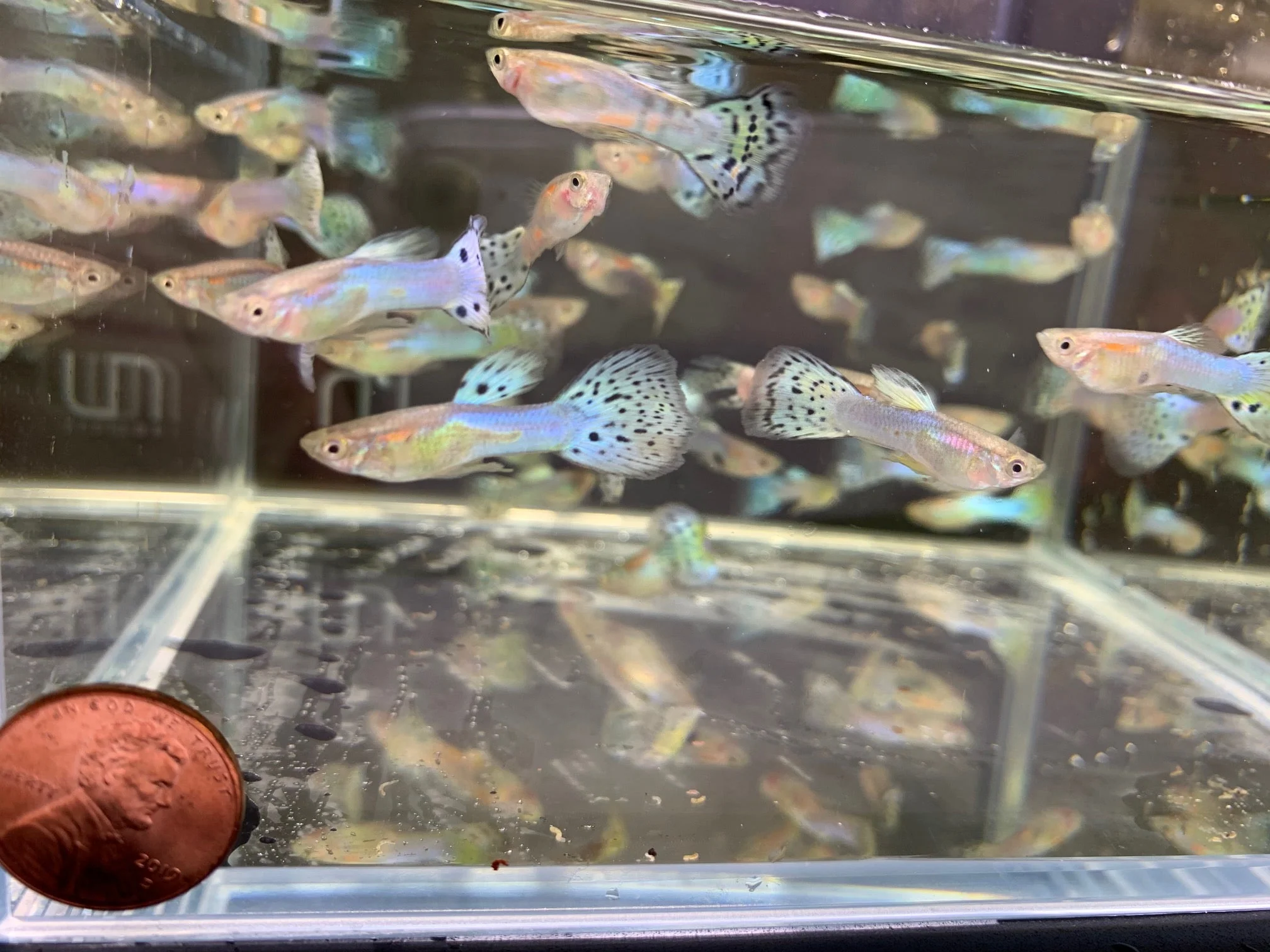 Japanese Blue Tail Guppy Males - Image 2