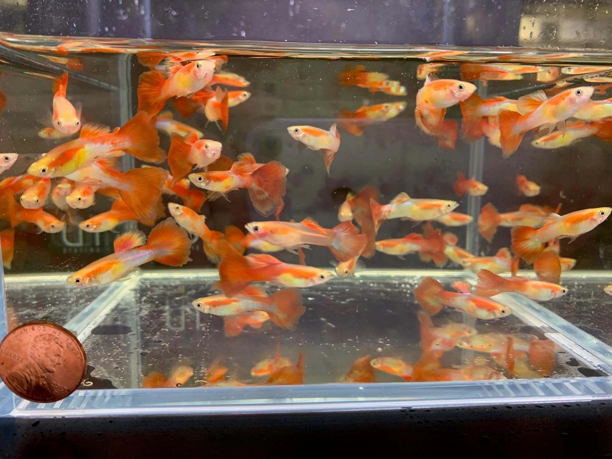 Japanese Red Tail Guppy Males
